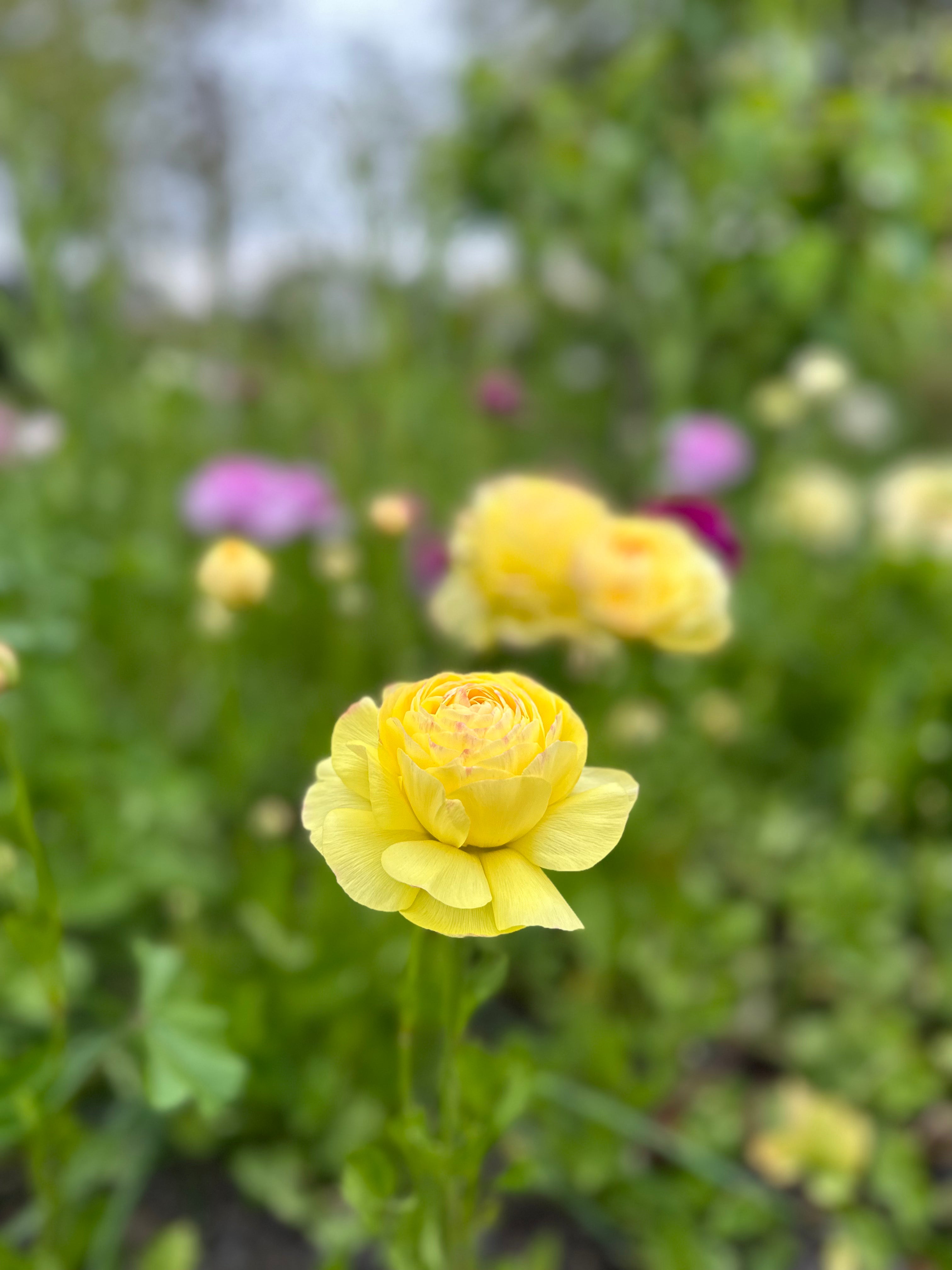 Cut Flower Ranunculus French Lemon Pastel Seedling Pack