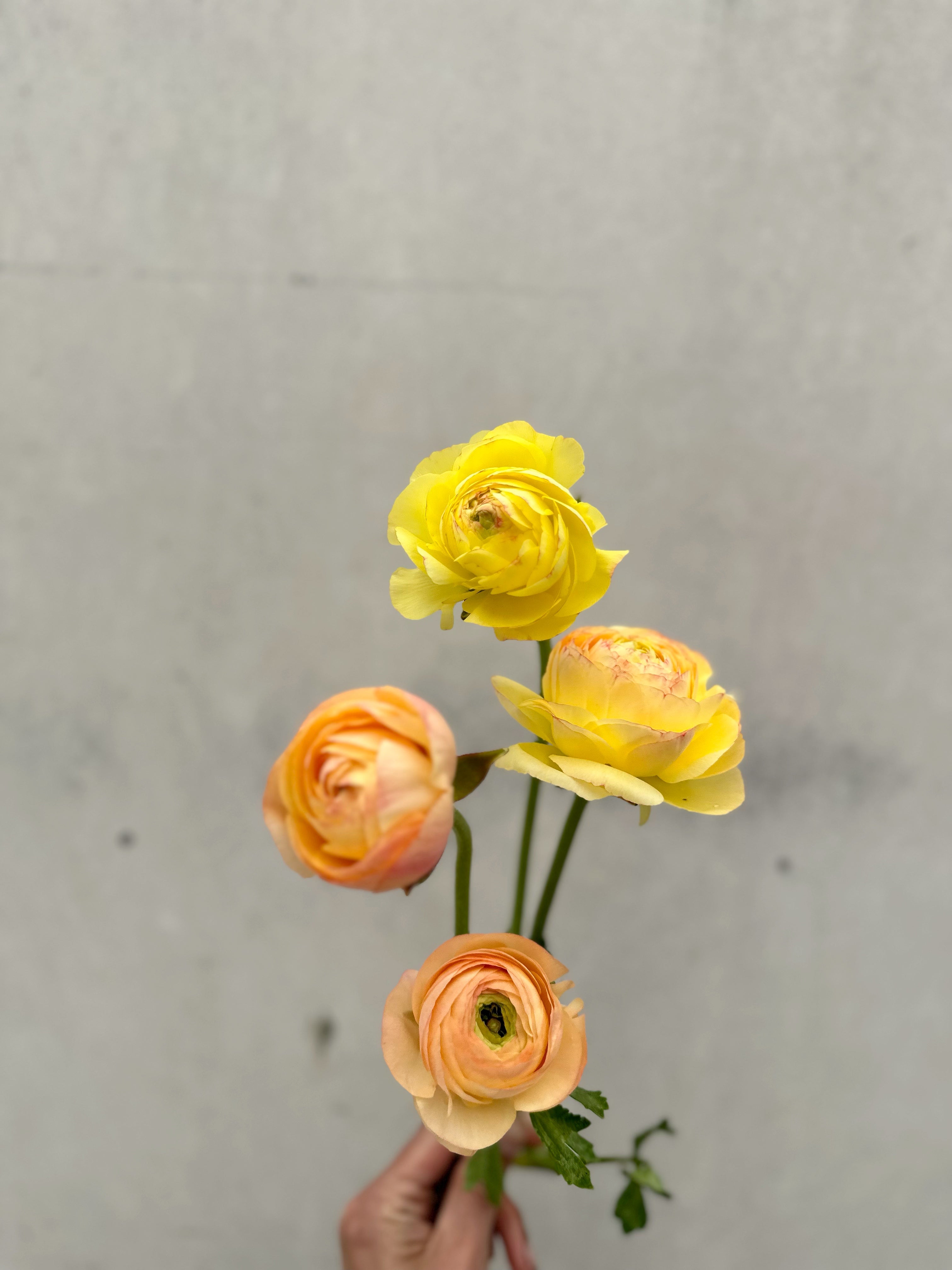 Cut Flower Ranunculus French Lemon Pastel Seedling Pack
