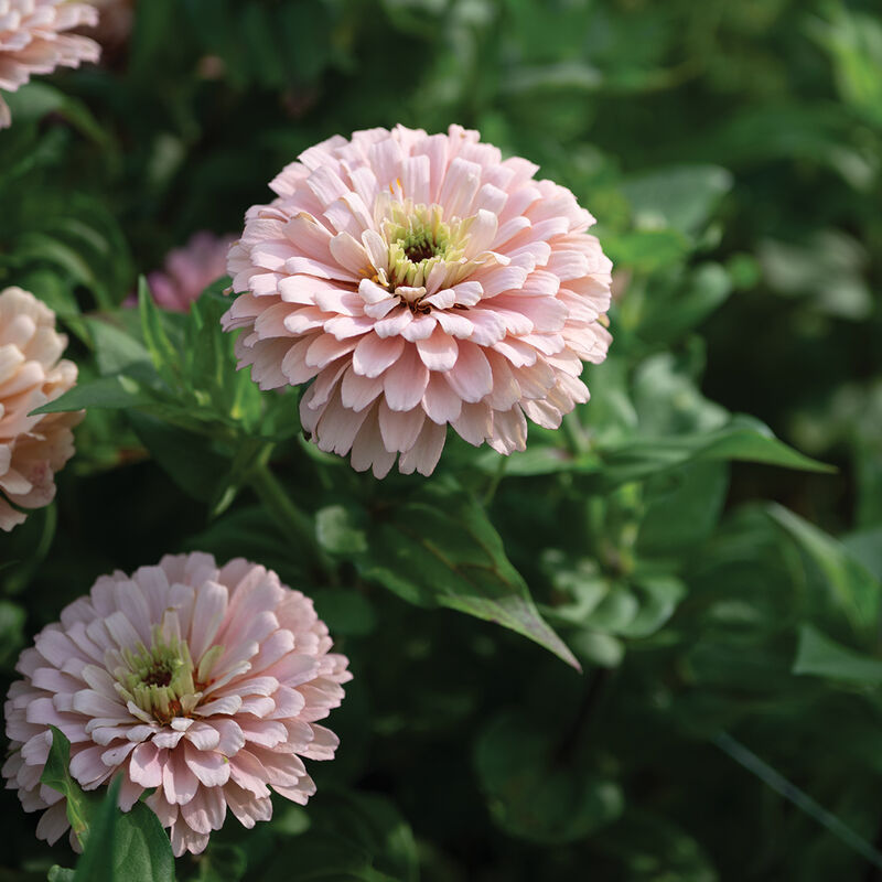 Cut Flower Ballerina Zinnia Seedlings