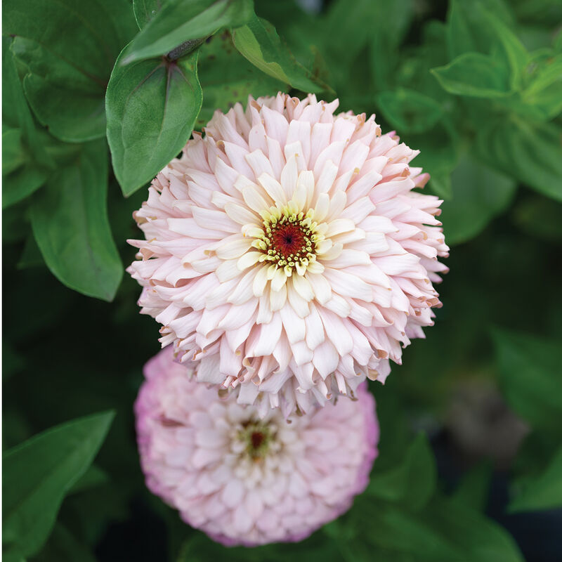 Cut Flower Ballerina Zinnia Seedlings
