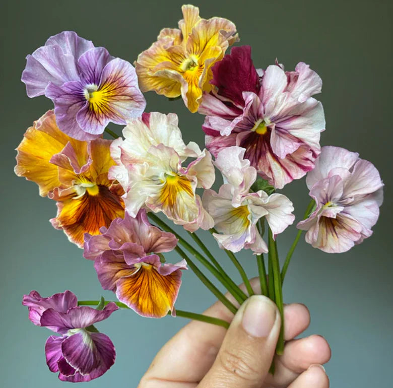 Cut Flower Pansy Seedlings - 18 Plant Pack