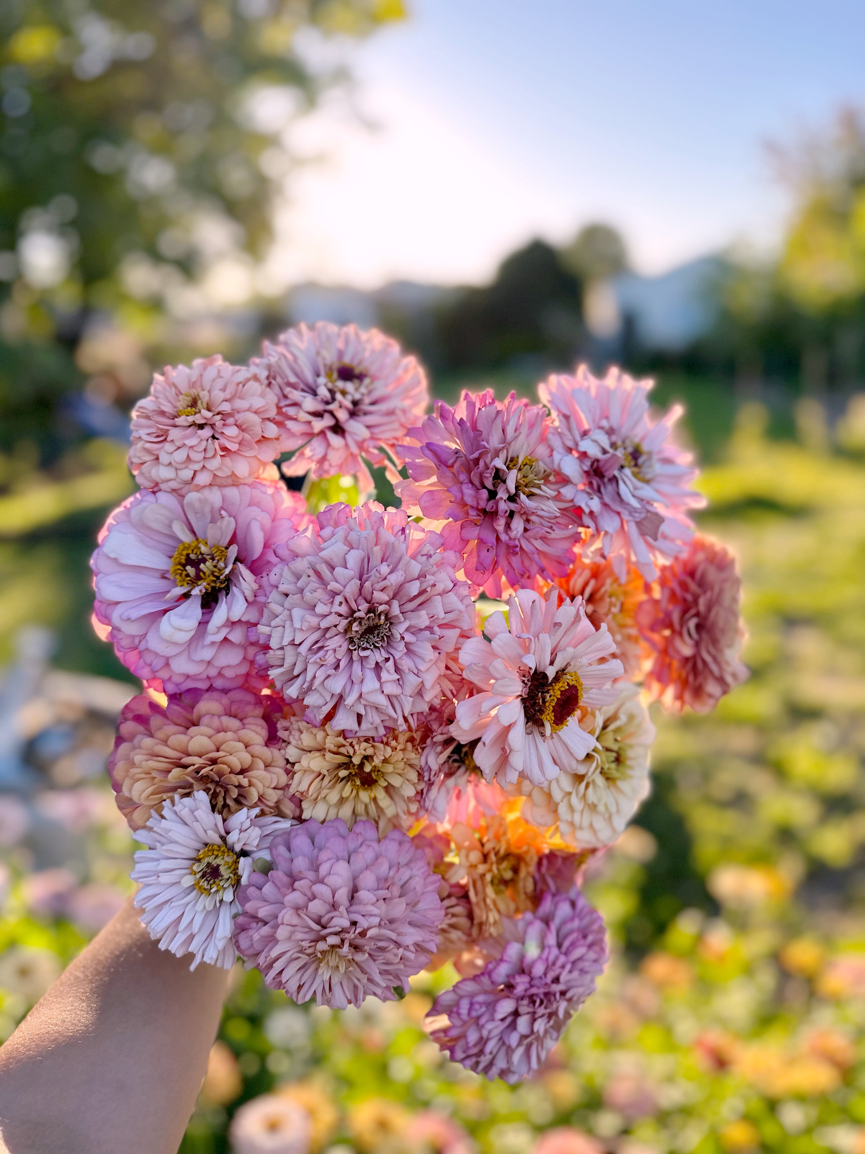 Cut Flower Floret Zinnia Seedlings