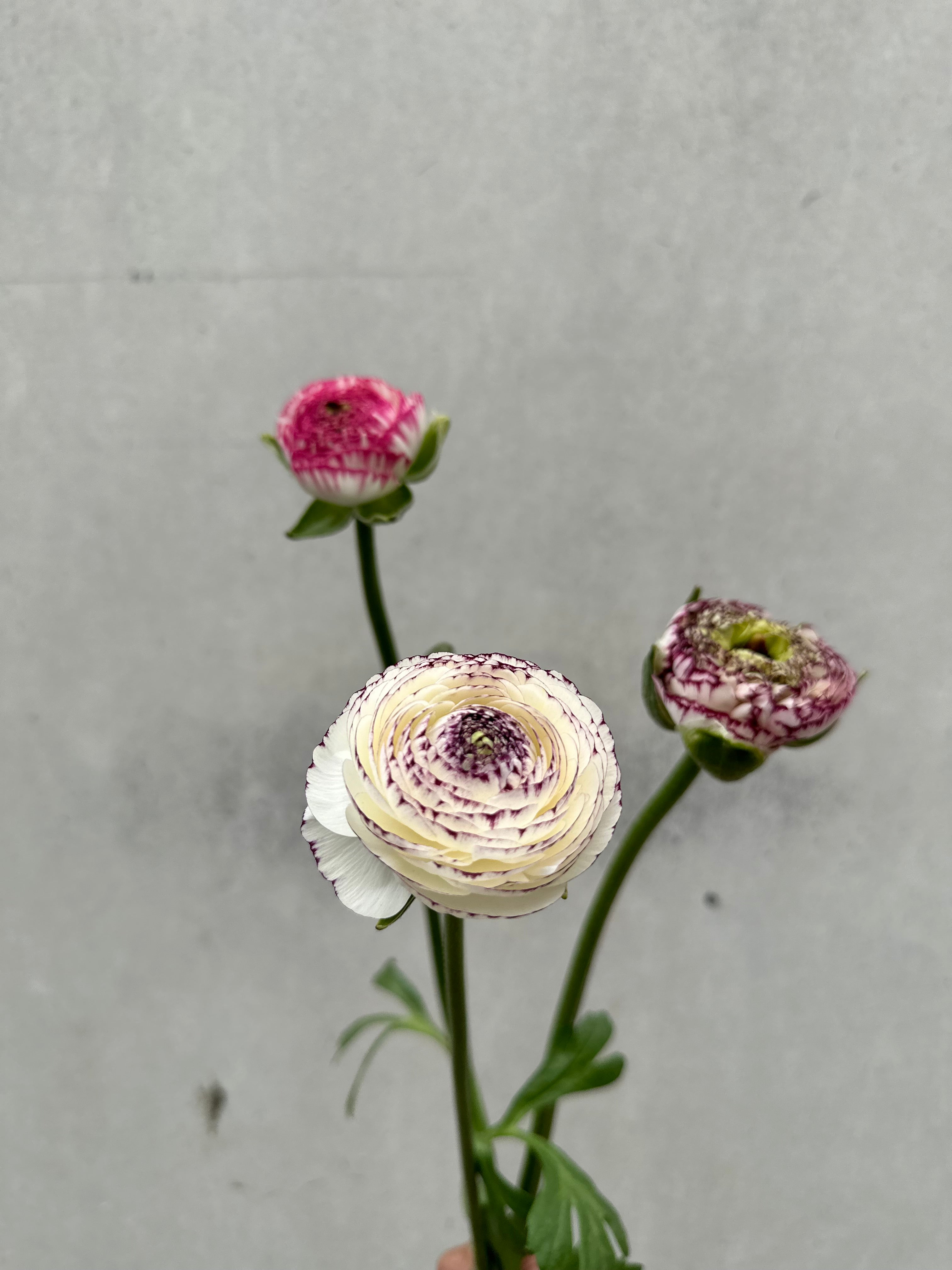 Cut Flower Ranunculus Striato Mix Seedling Pack