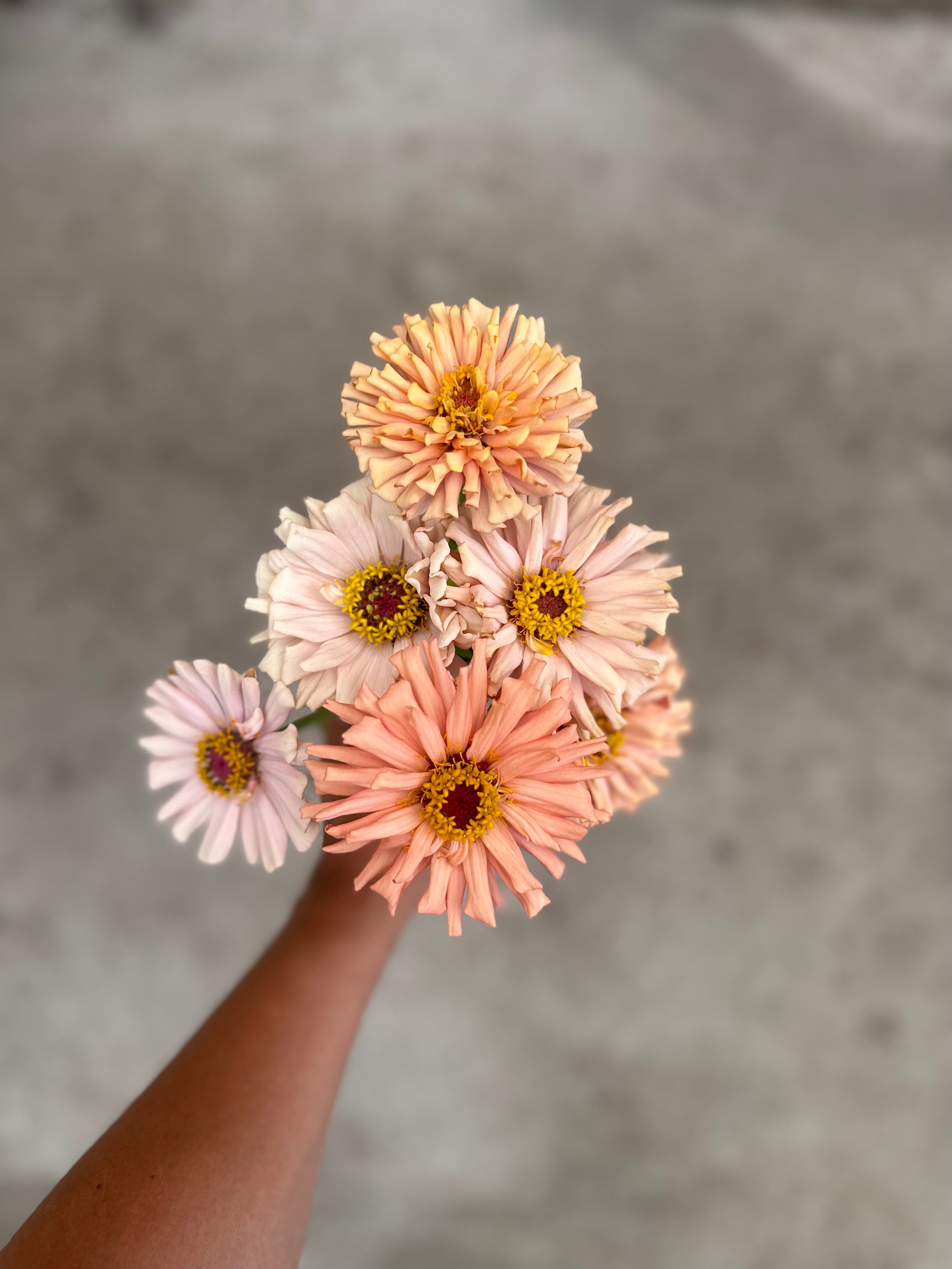 Cut Flower GF x 2nd Gen Floret Zinnia Seedlings