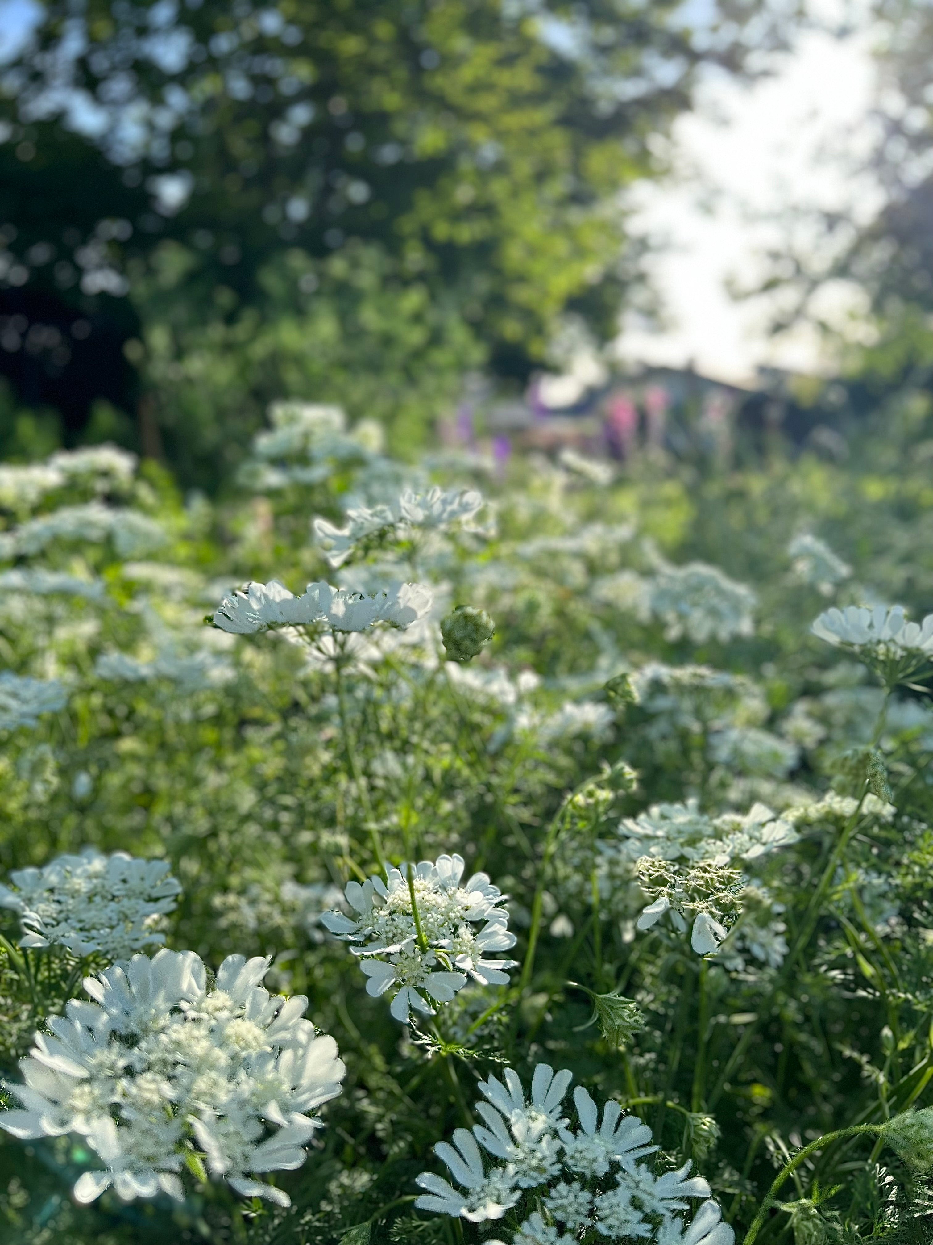 Cut Flower Orlaya 'White Finch' Seedling Pack