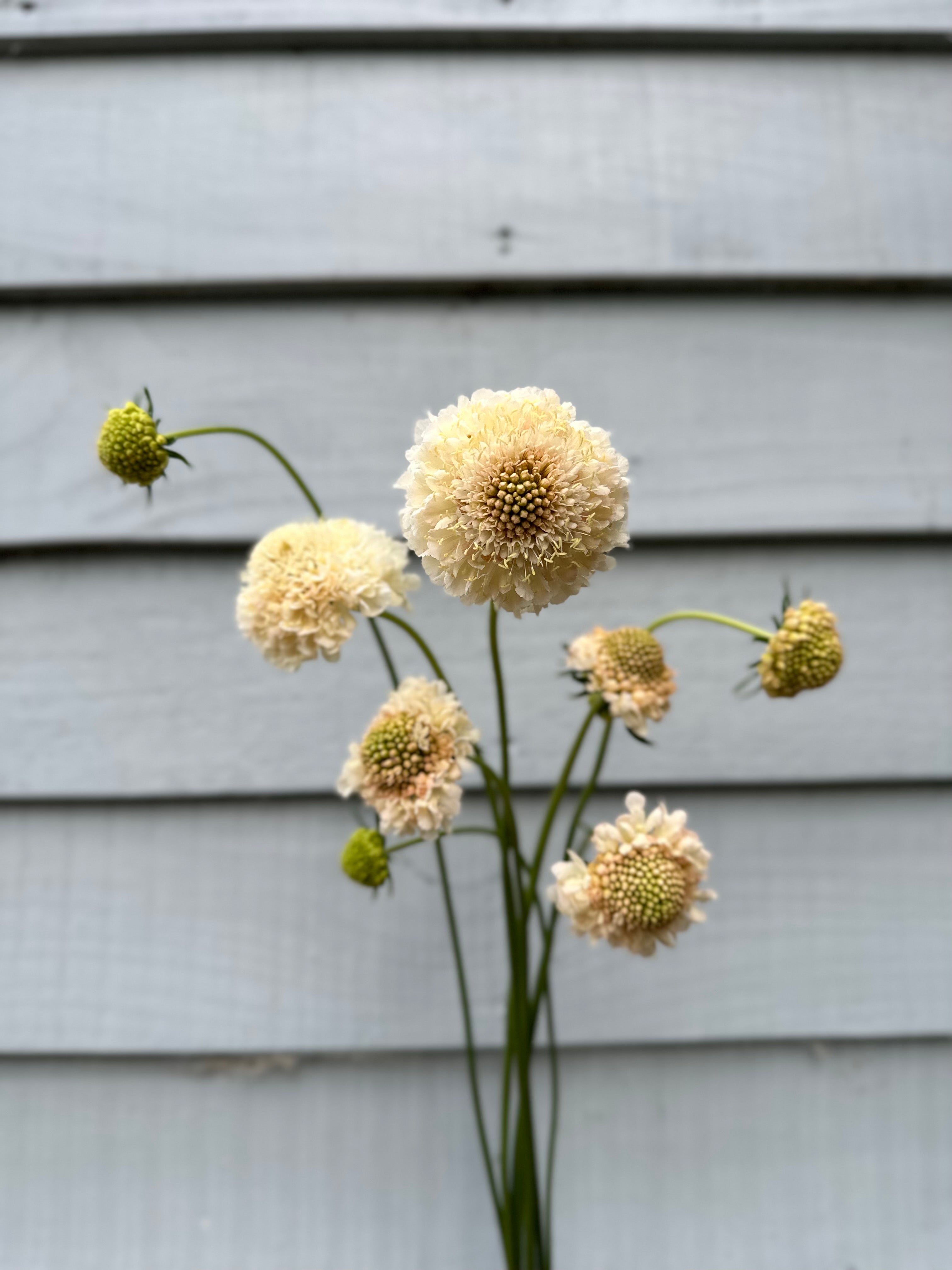 Wholesale Annual Scabiosa $50/ 50 Cell Tray
