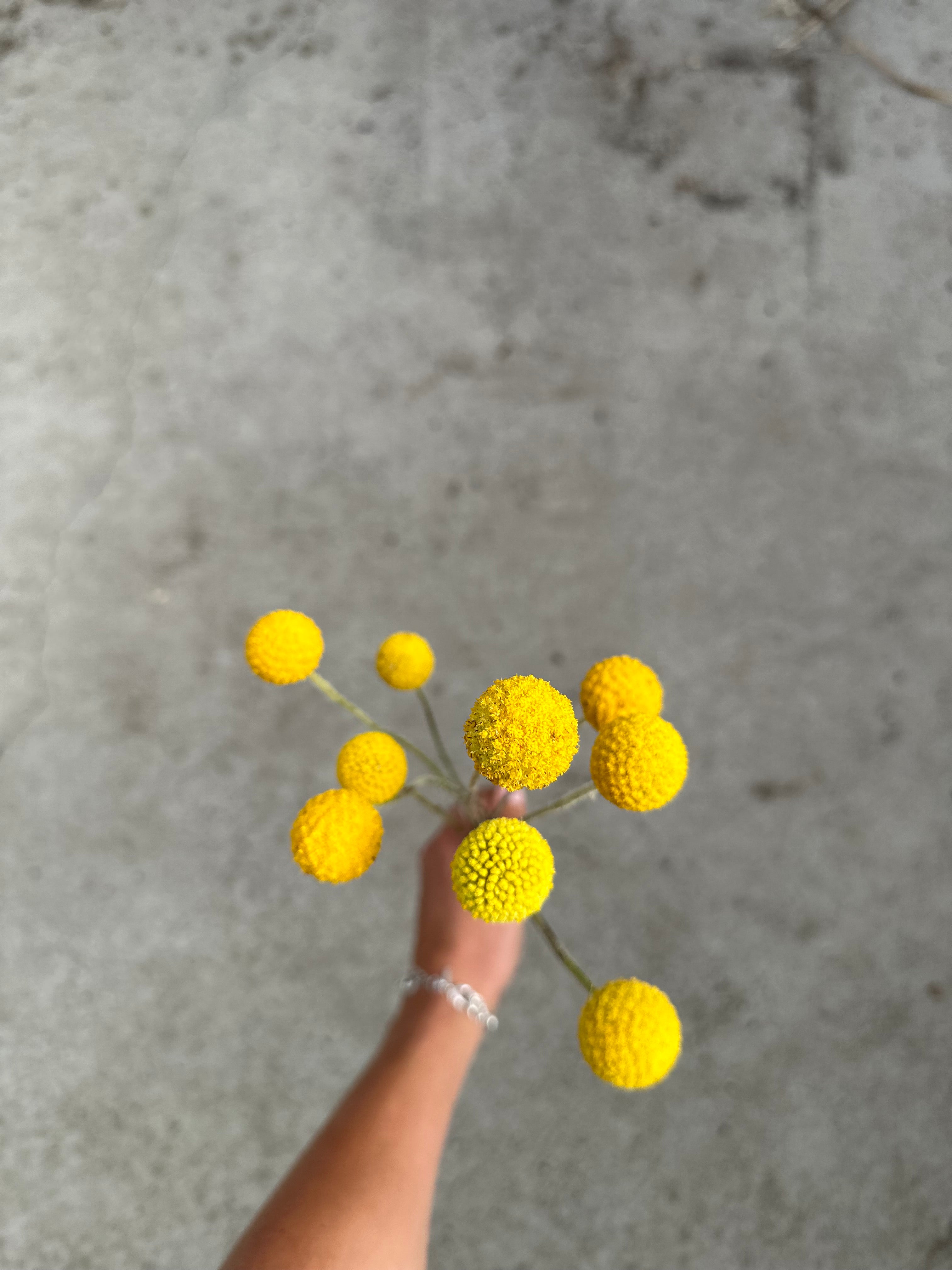 Cut Flower Craspedia Billy Buttons Seedling Pack