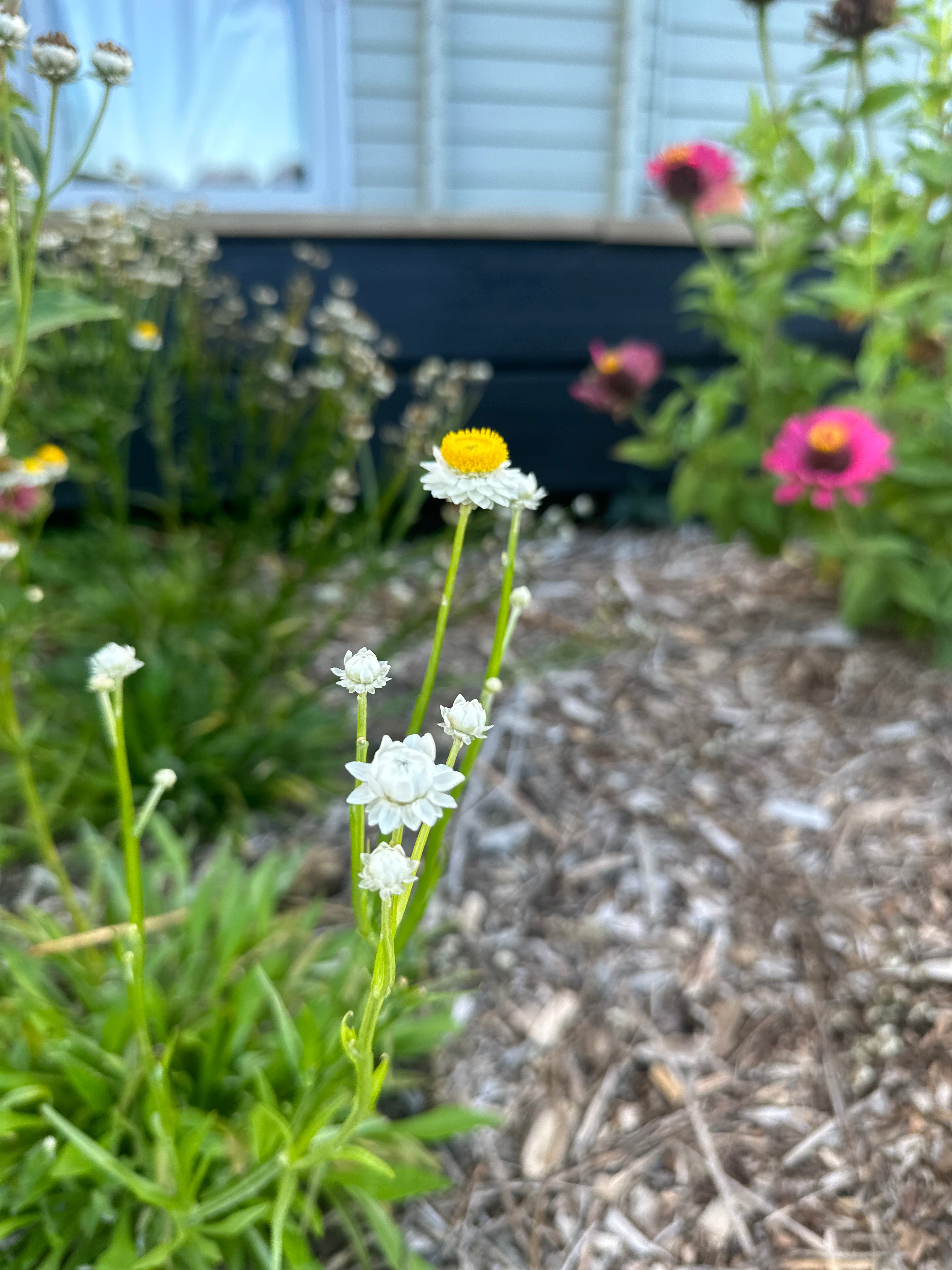 Cut Flower Ammobium Winged Everlasting Seedling Pack