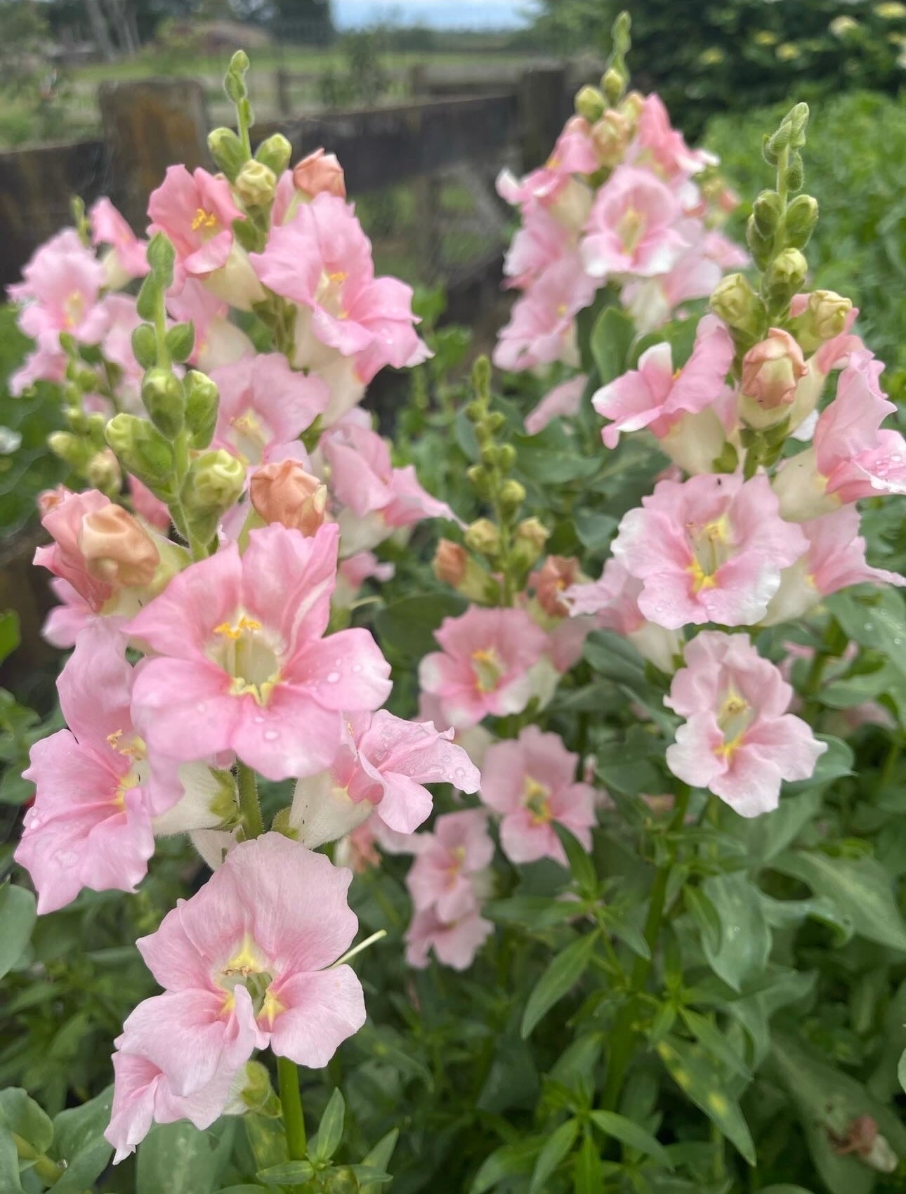 Cut Flower Chantilly Snapdragon Seedling Pack