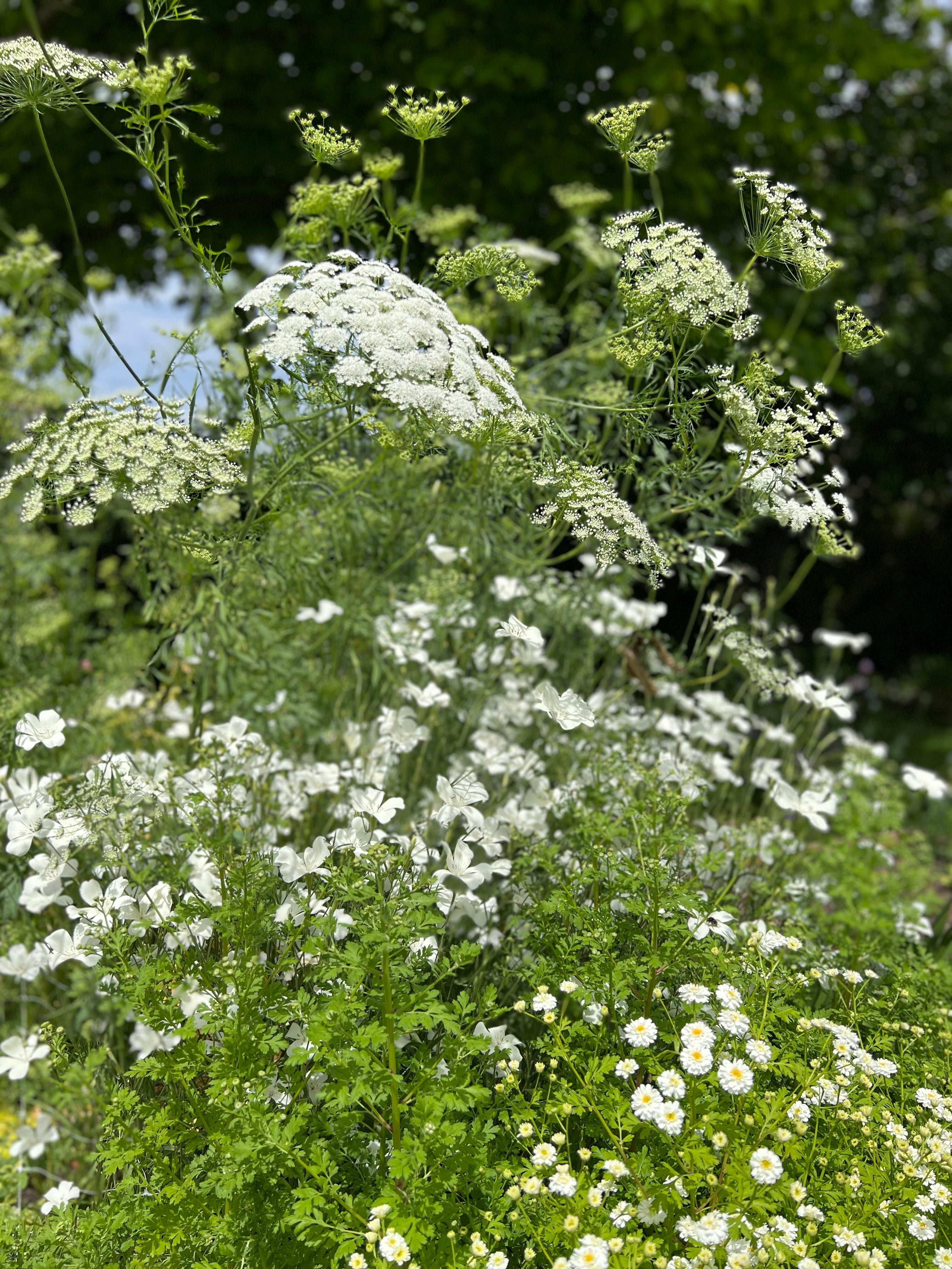 Cut Flower Ammi Majus Graceland Seedling Pack