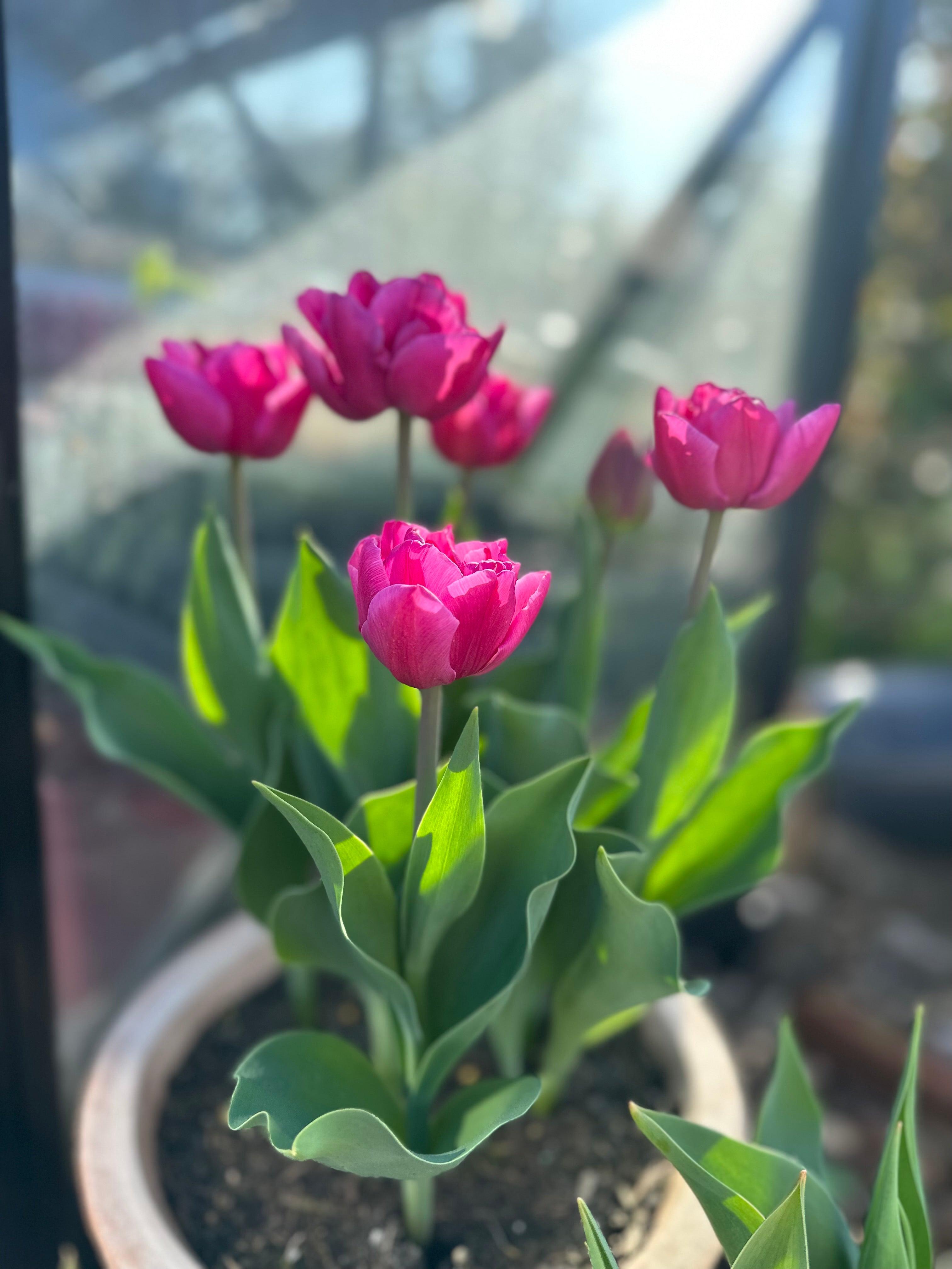 Tulip Double Princess