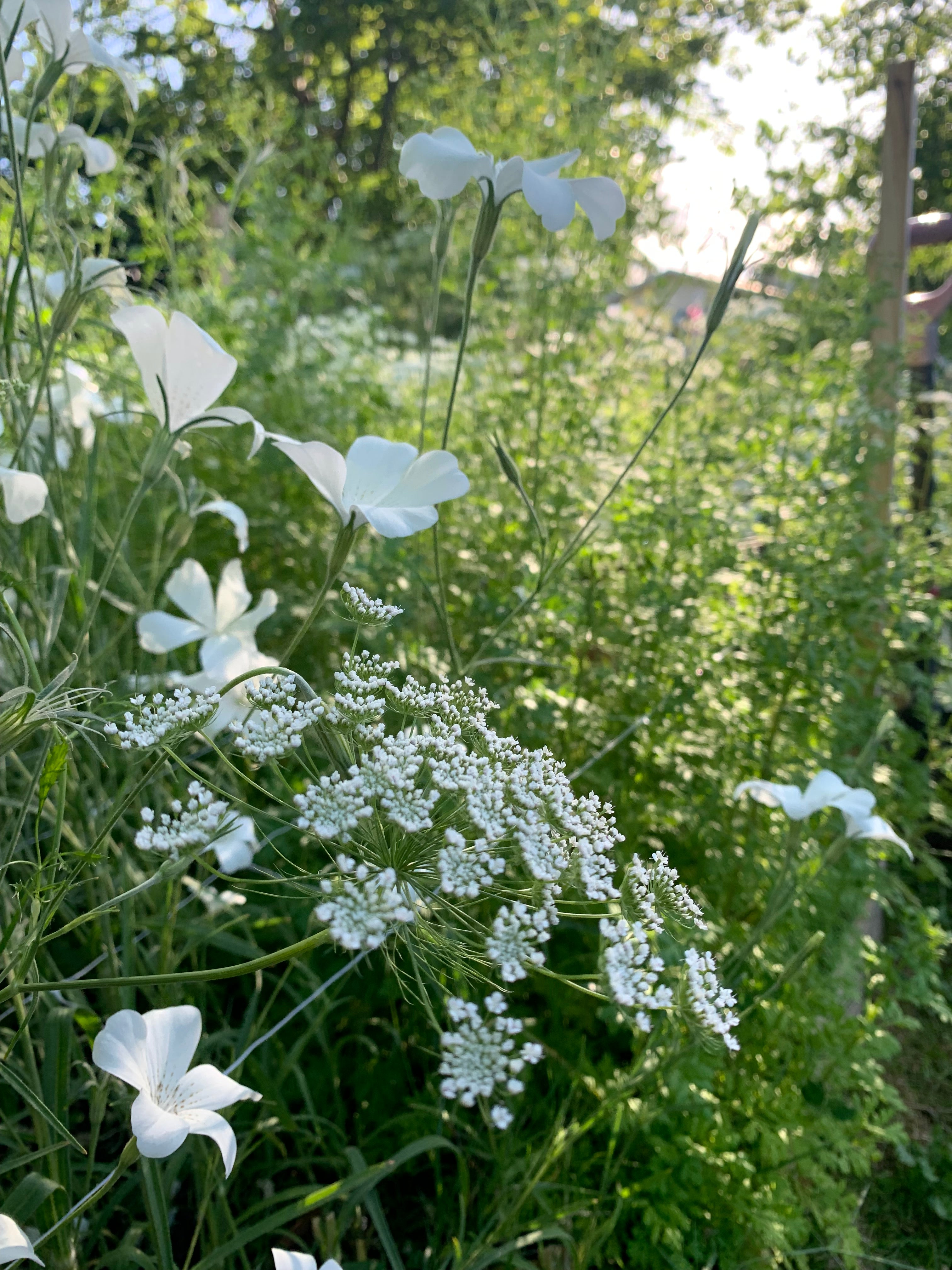 Cut Flower Ammi Majus Graceland Seedling Pack