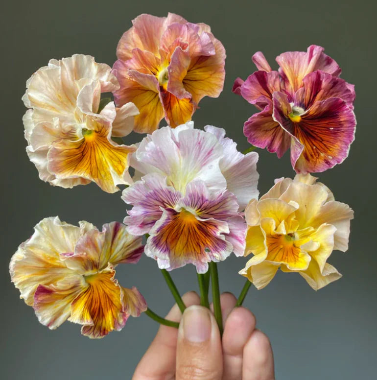 Cut Flower Pansy Seedlings - 18 Plant Pack