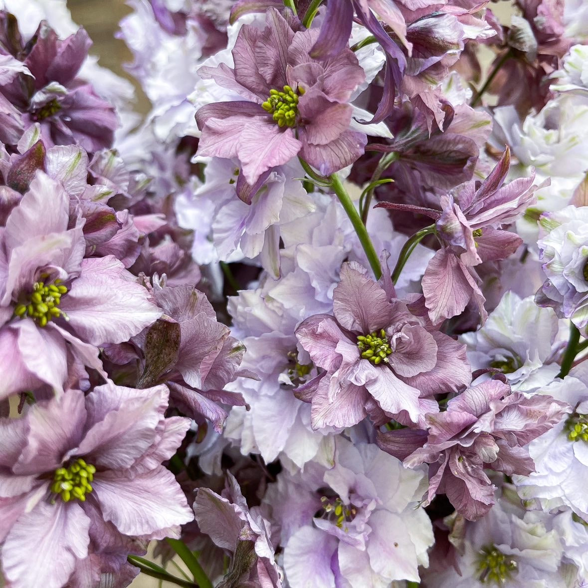 Cut Flower Larkspur Misty Lavender Seedling Pack