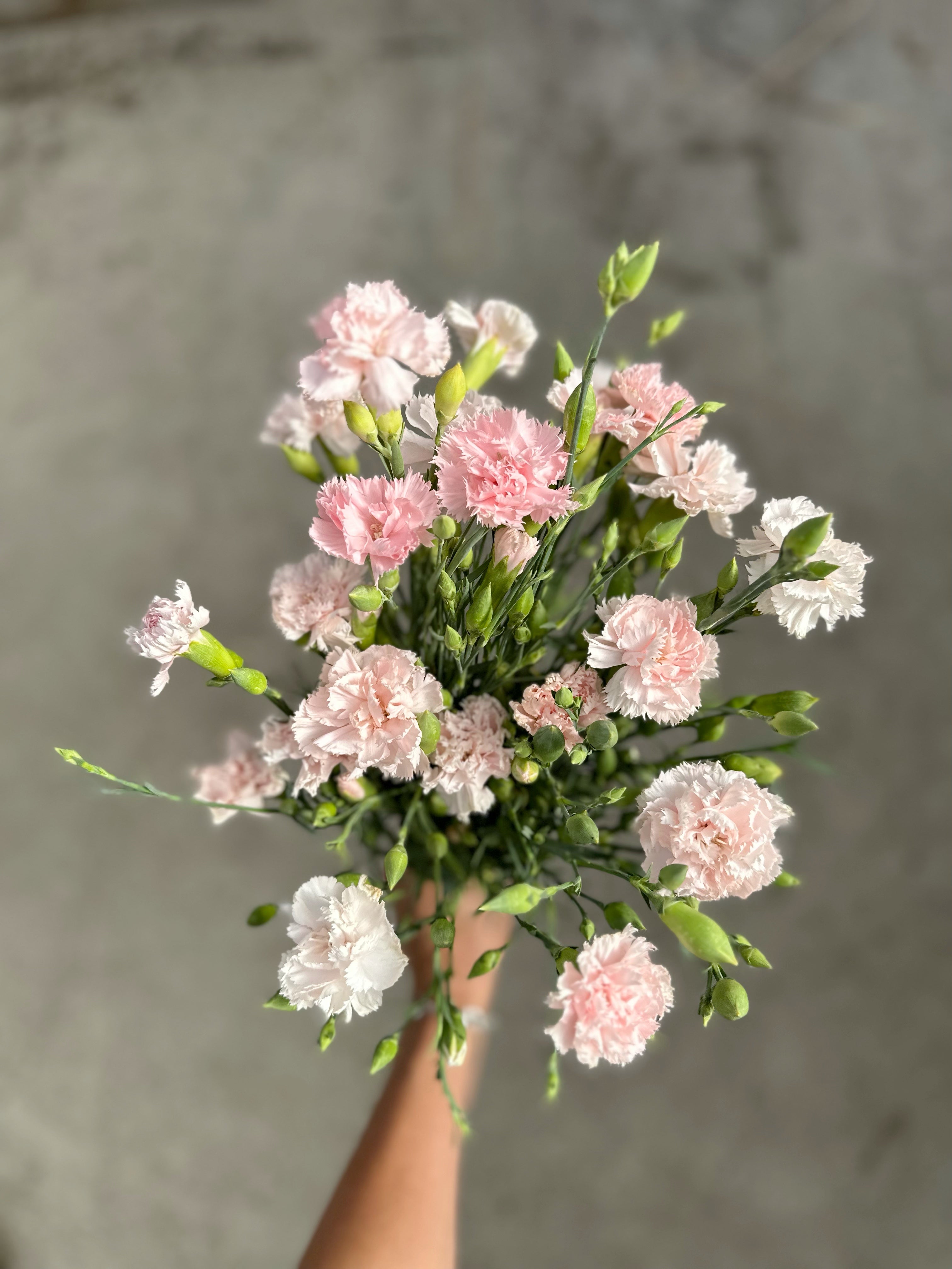 Cut Flower Carnation Chabaud Seedling Pack