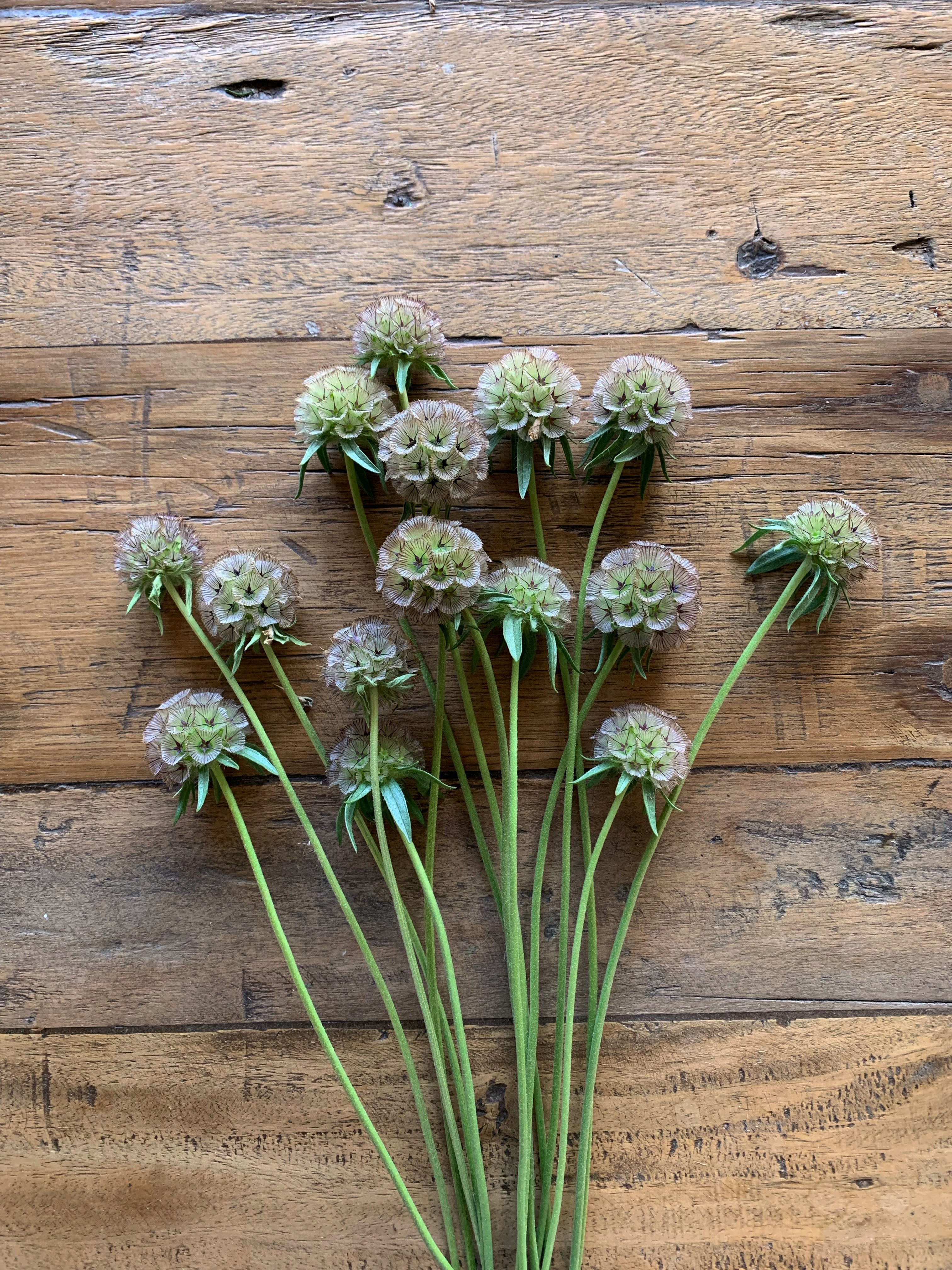 Cut Flower Scabiosa Starball Seedling Pack