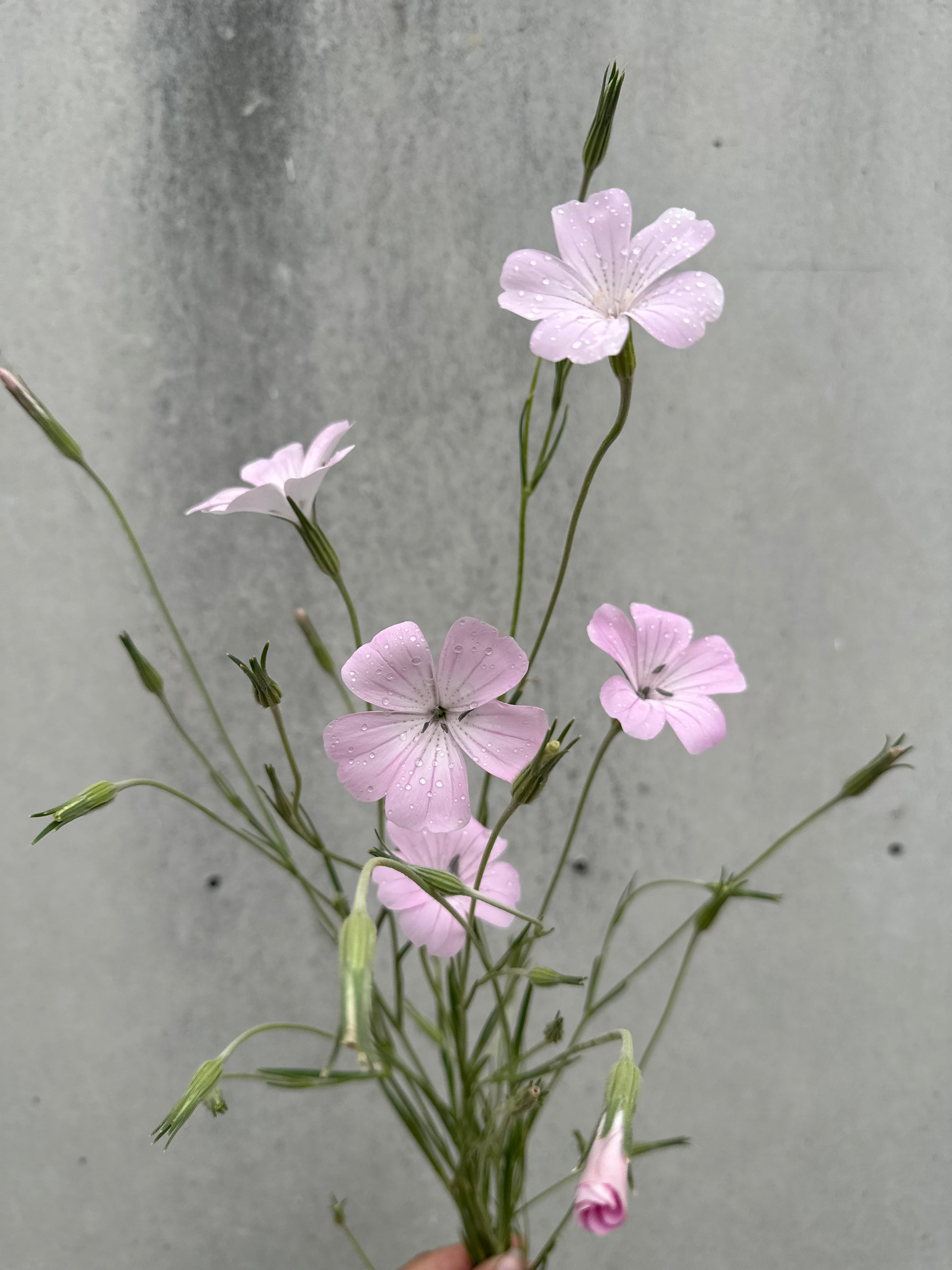 Cut Flower Agrostemma/Corncockle Seedling Pack