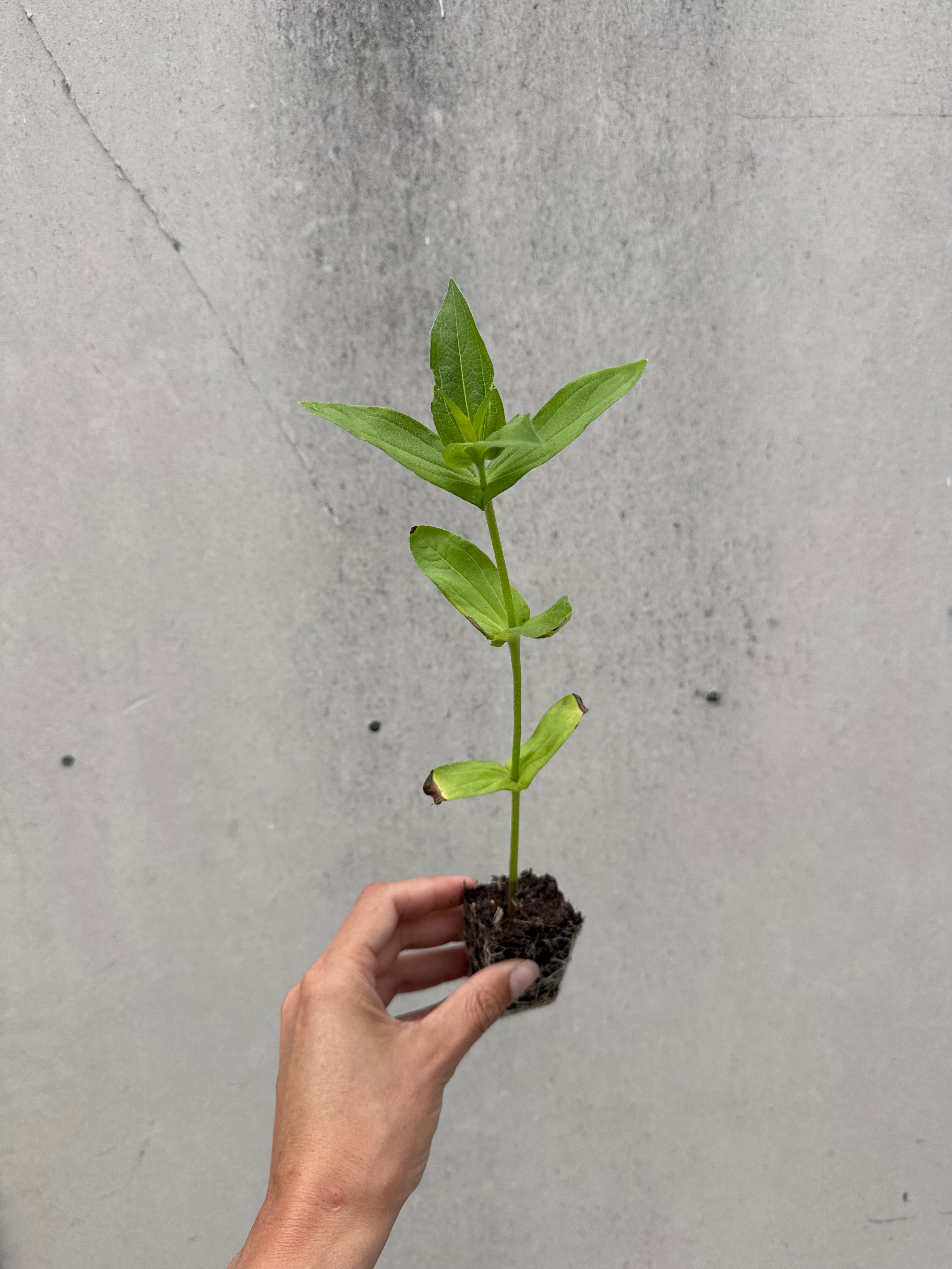 Cut Flower GF x 2nd Gen Floret Zinnia Seedlings SALE 12 for $40