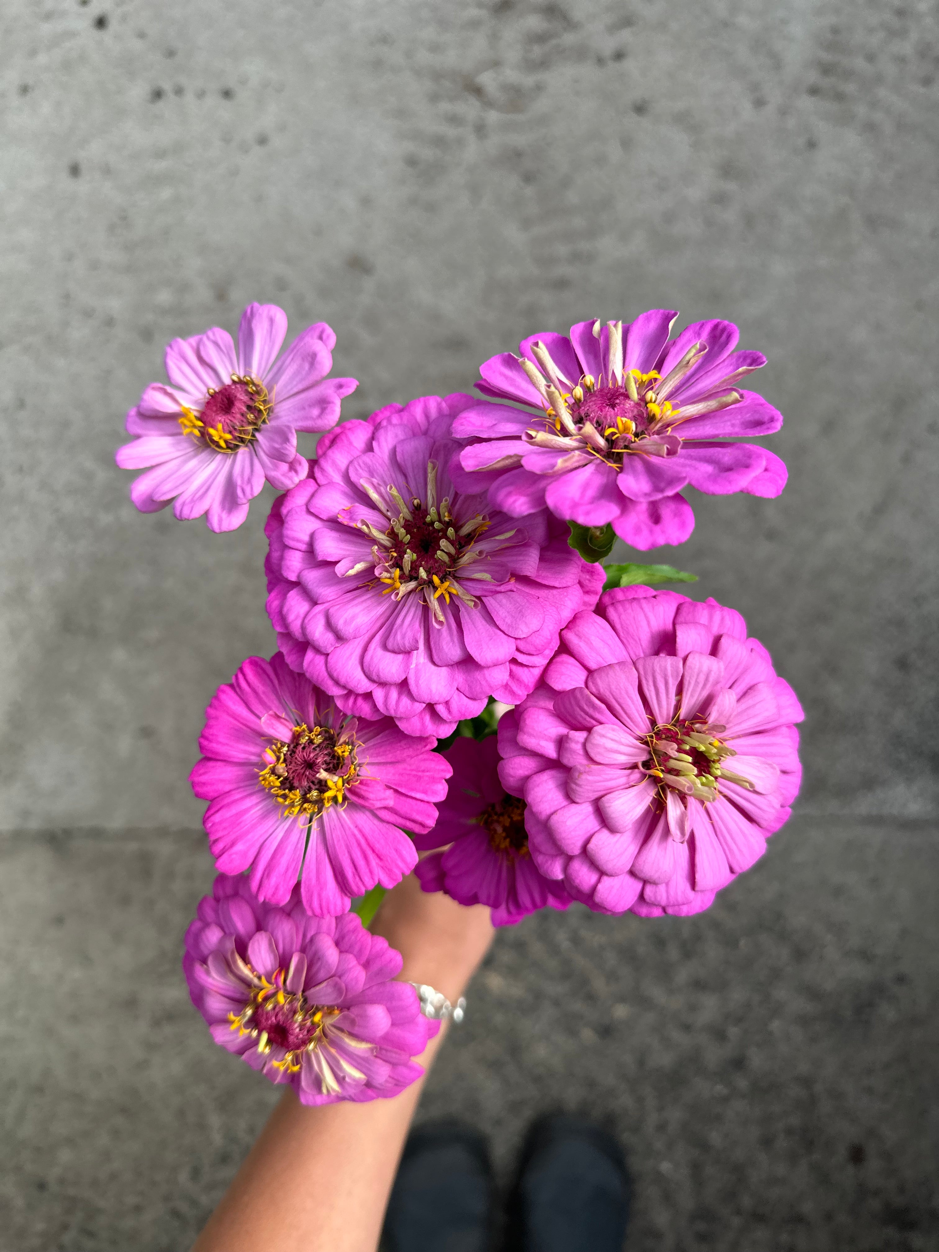 Cut Flower Zinnia Lilac Seedling Pack