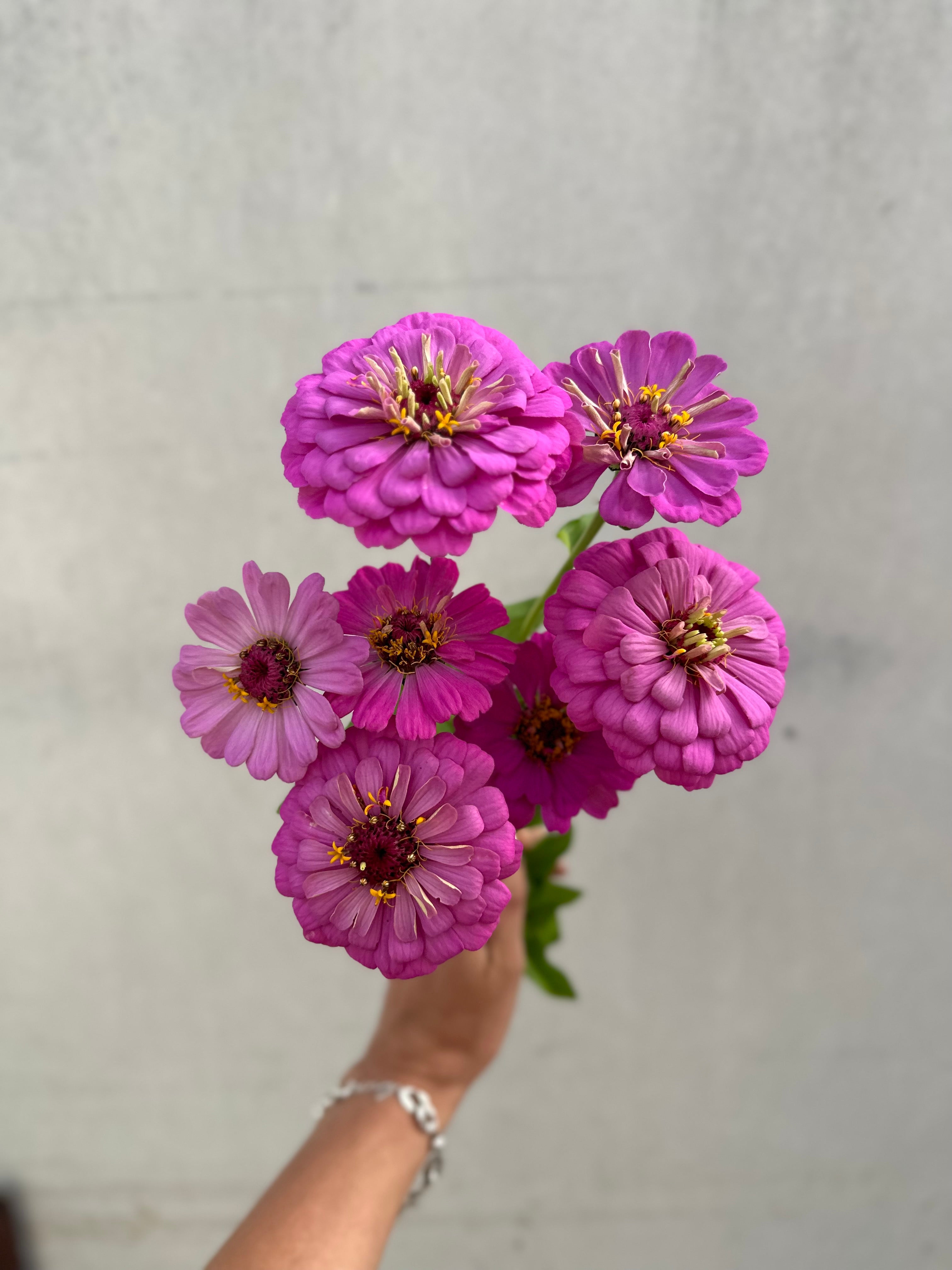 Cut Flower Zinnia Lilac Seedling Pack