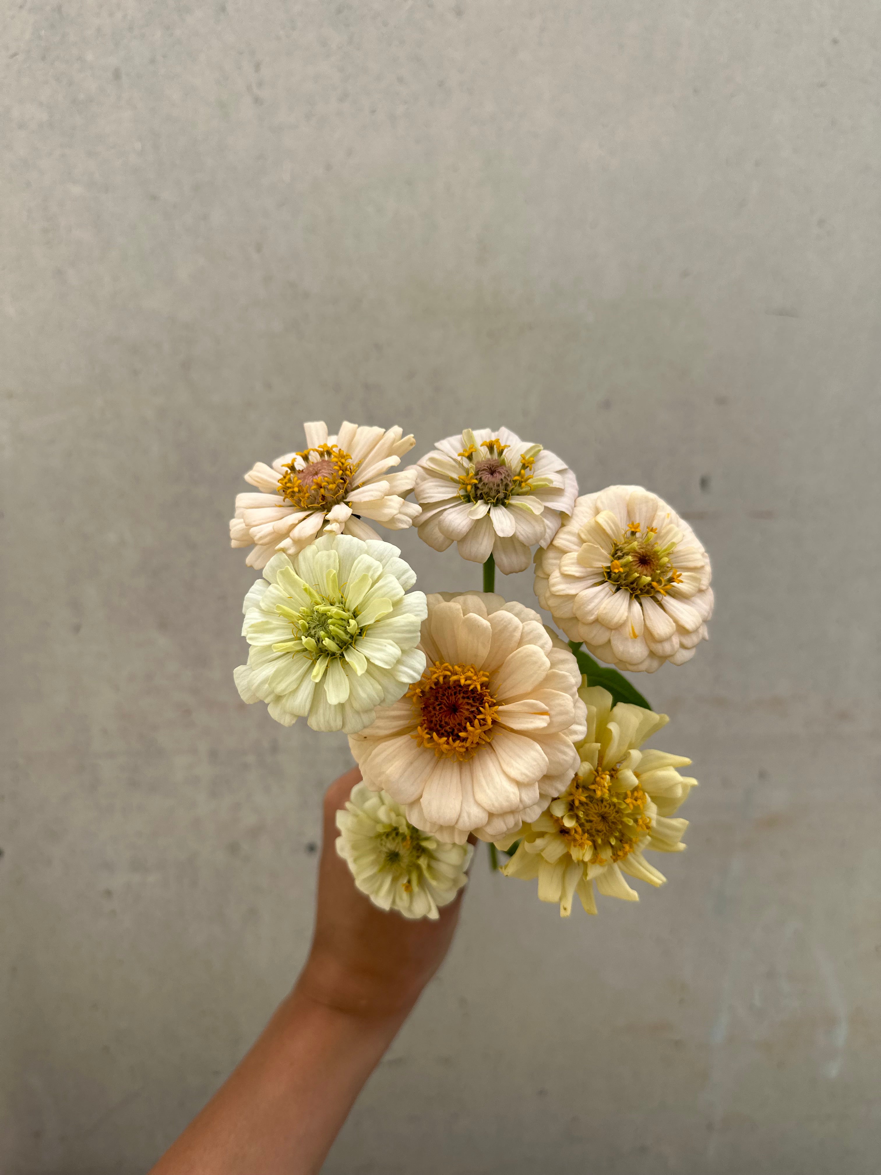 Cut Flower GF x 2nd Gen Floret Zinnia Seedlings