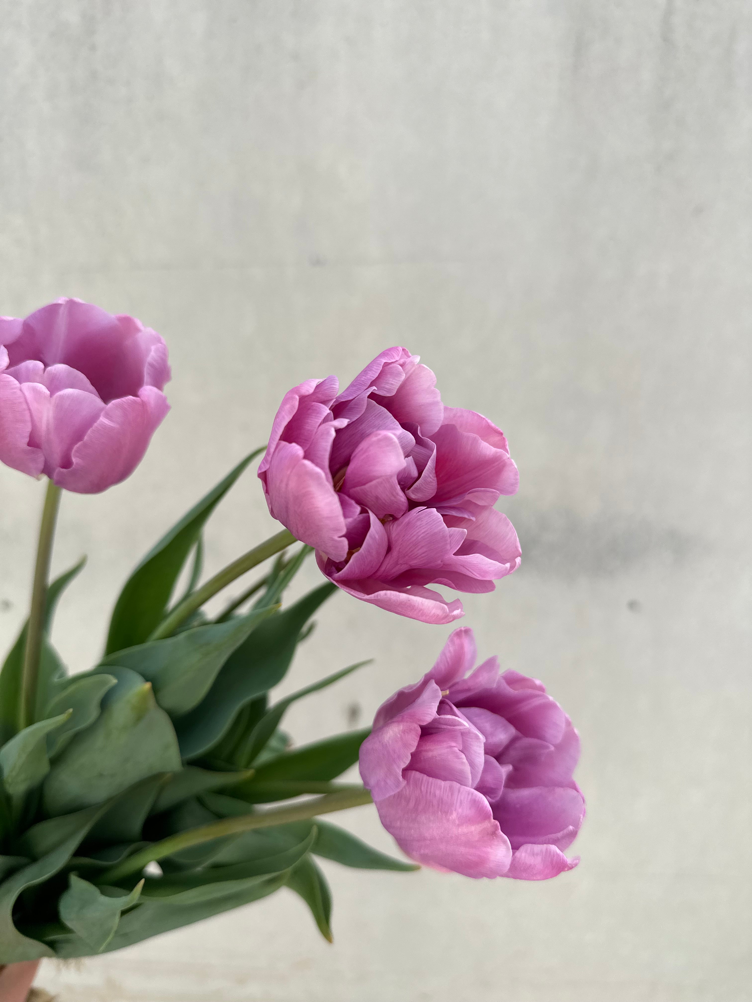 Tulip Peony Collection 60 Bulb Pack