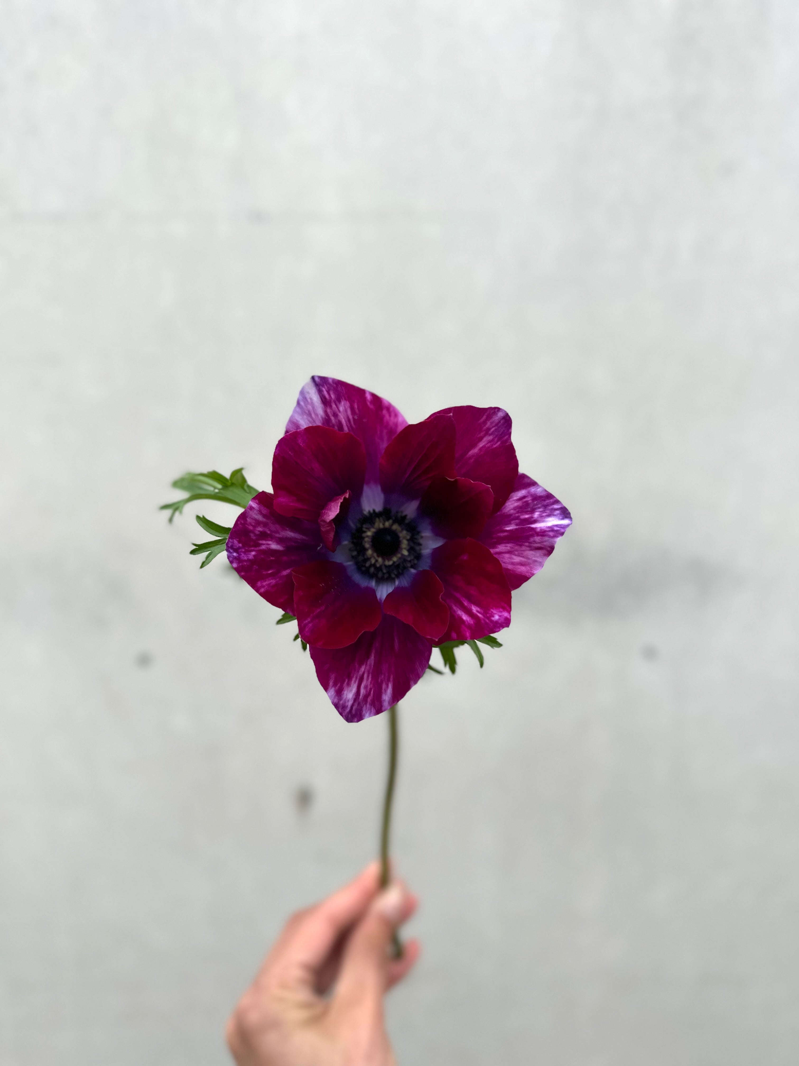 Cut Flower Anemone Mistral Tigre Wine Seedling Pack