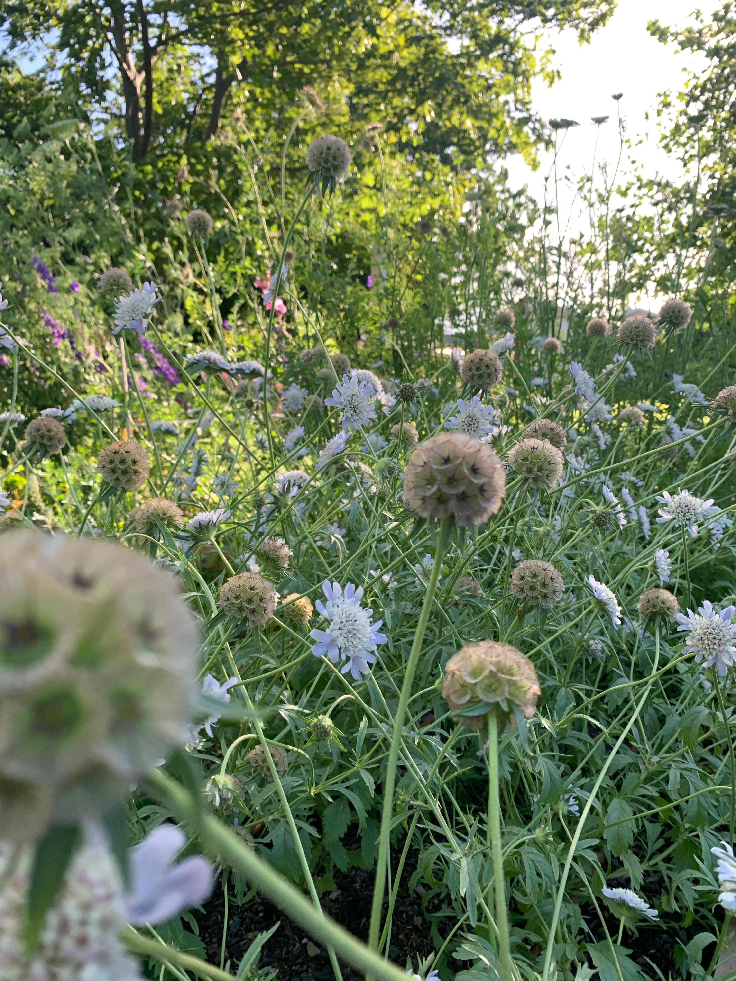 Cut Flower Scabiosa Starball Seedling Pack