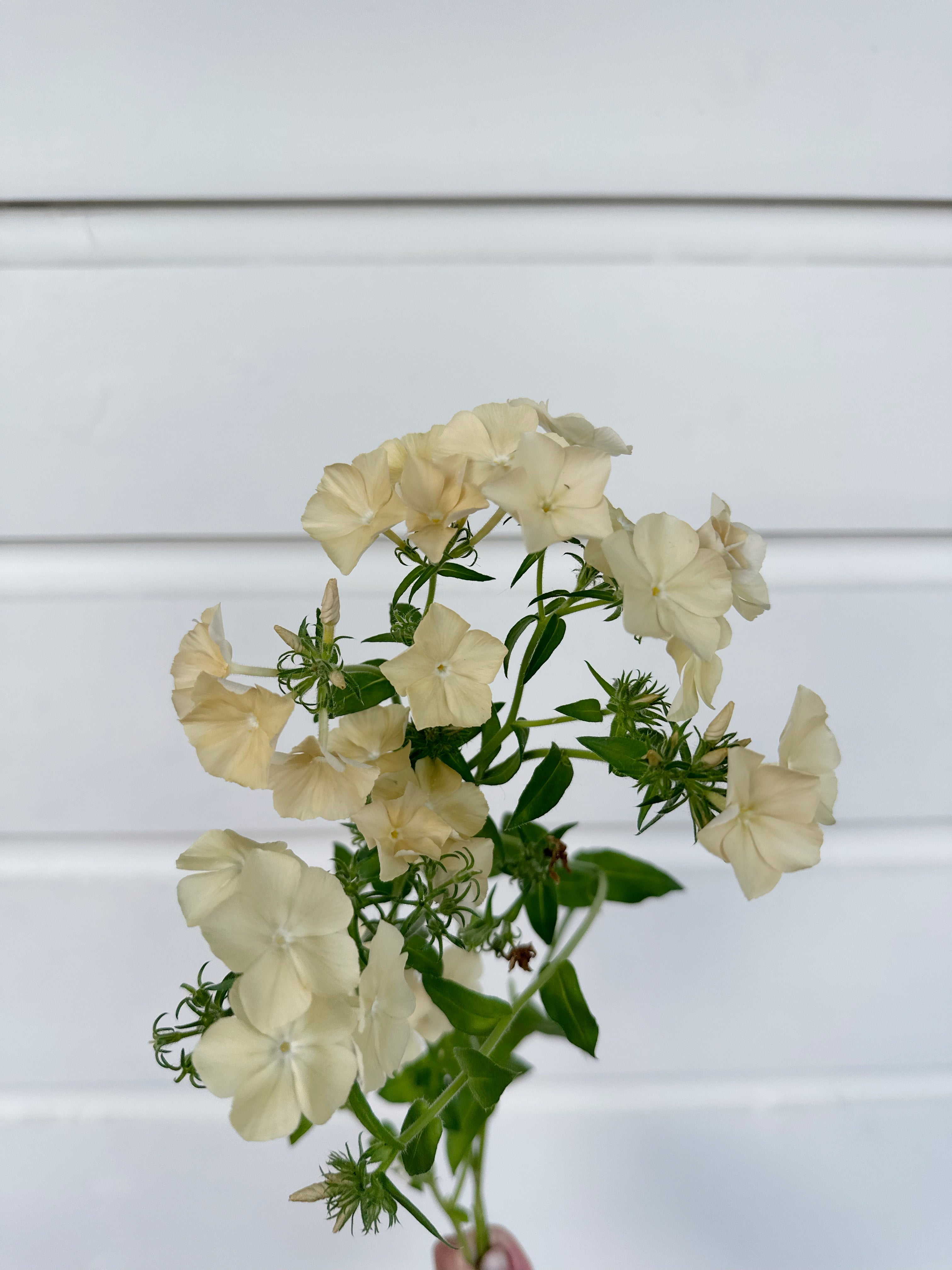 Cut Flower Phlox Seedling Pack