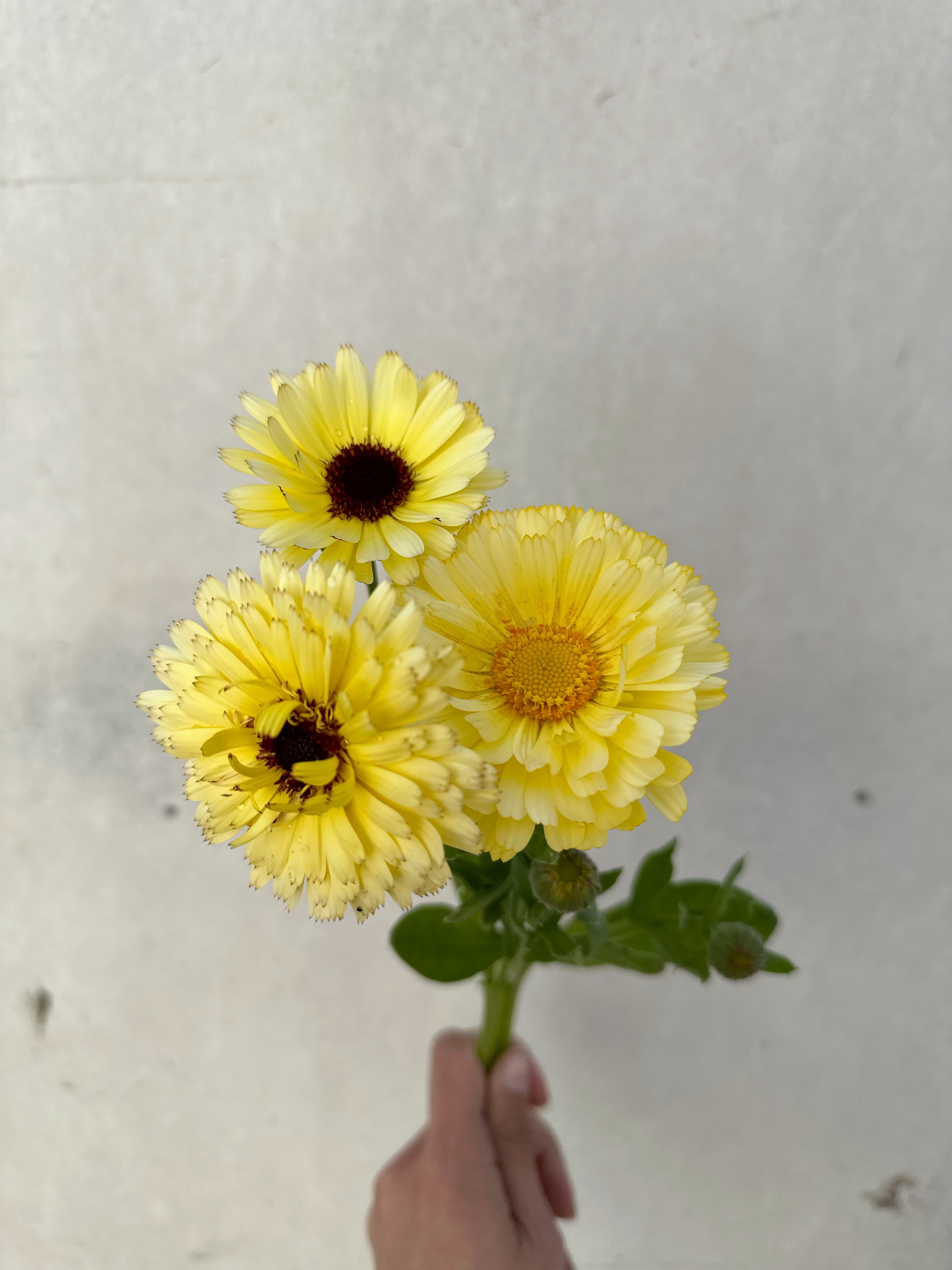 Cut Flower Calendula Ivory Princess Seedling Pack