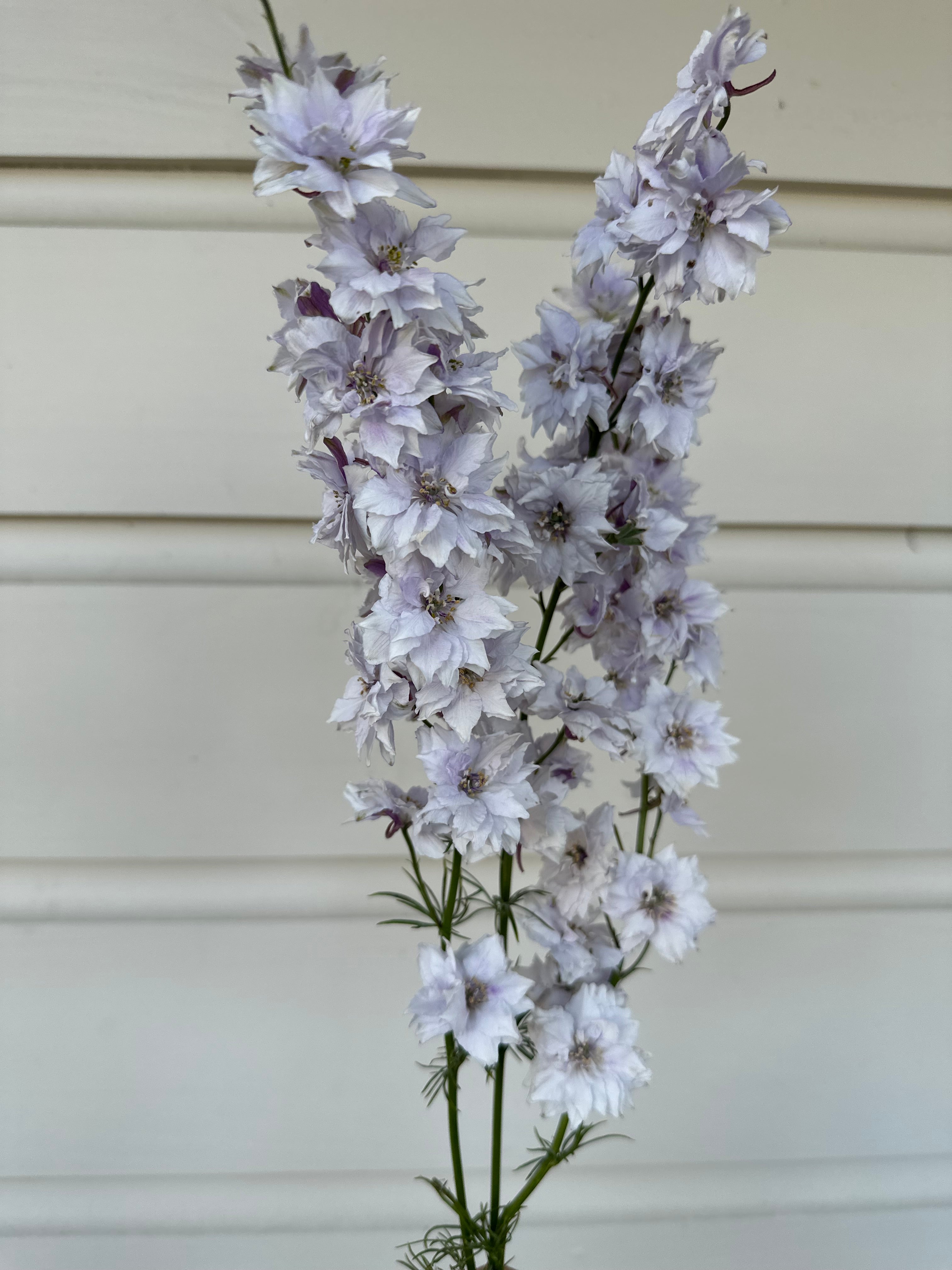 Wholesale Larkspur  $50/ 50 Cell Tray