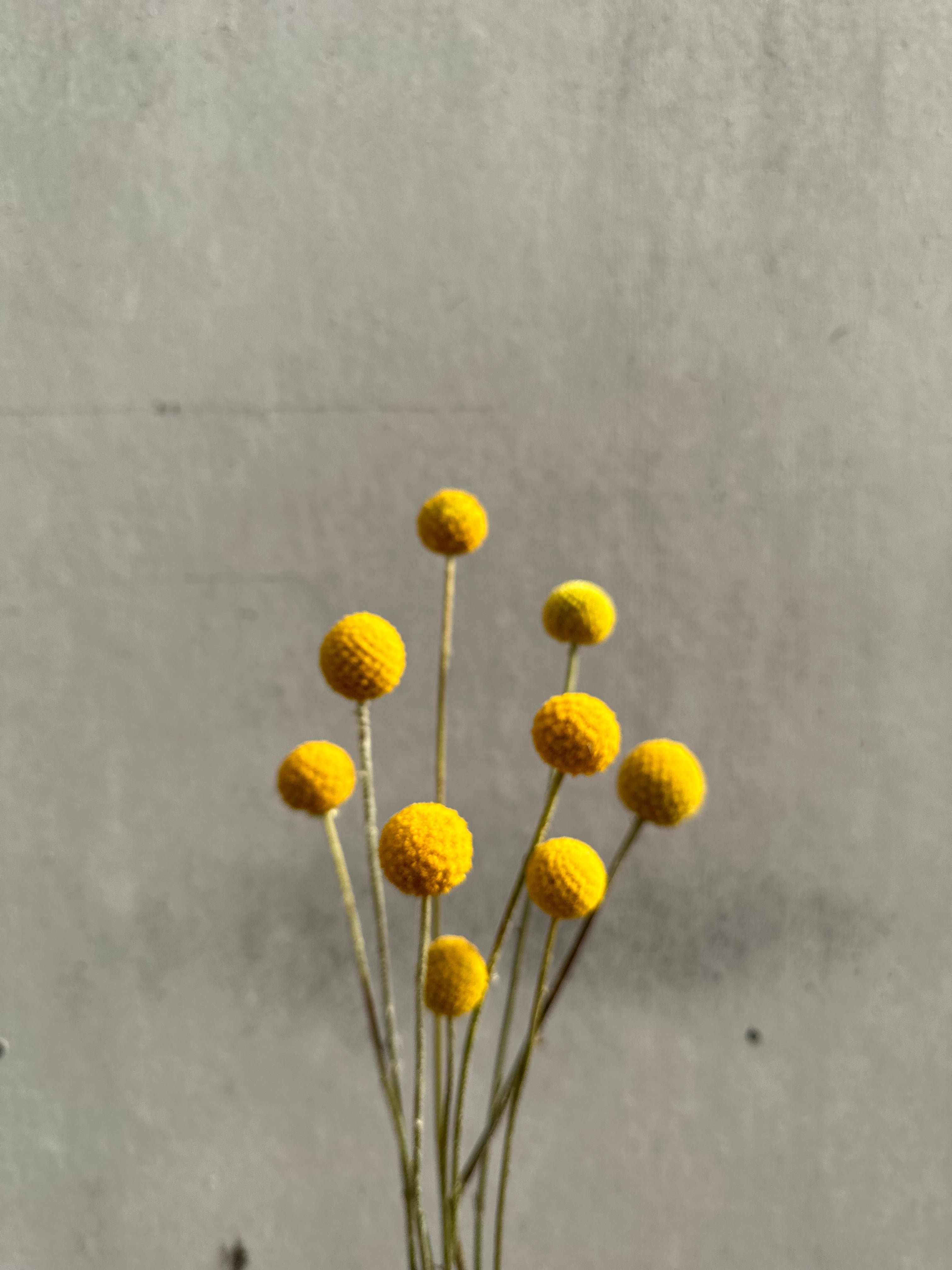 Cut Flower Craspedia Billy Buttons Seedling Pack