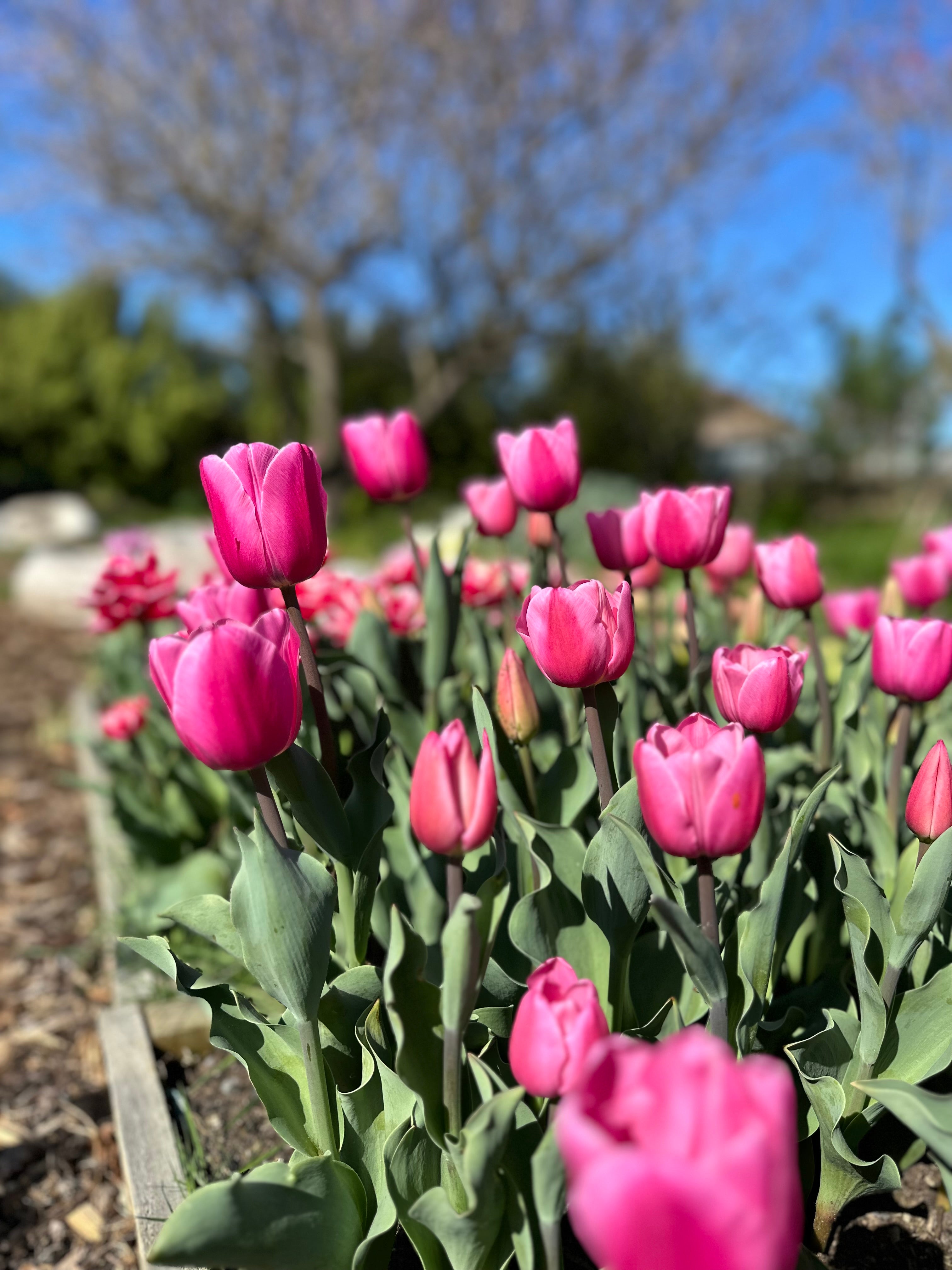 Tulip Pink Twist