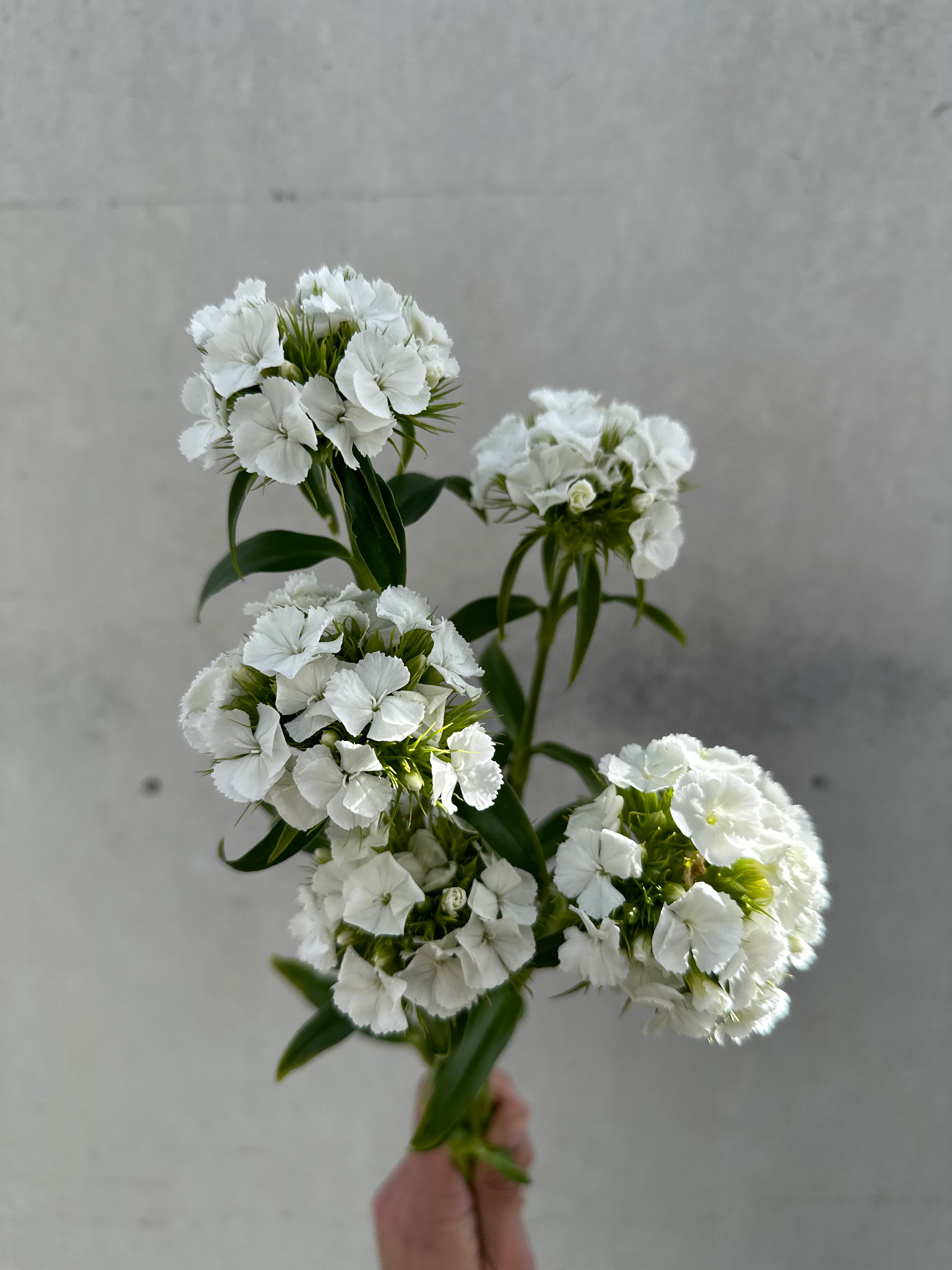 Cut Flower Dianthus Sweet White Seedling Pack