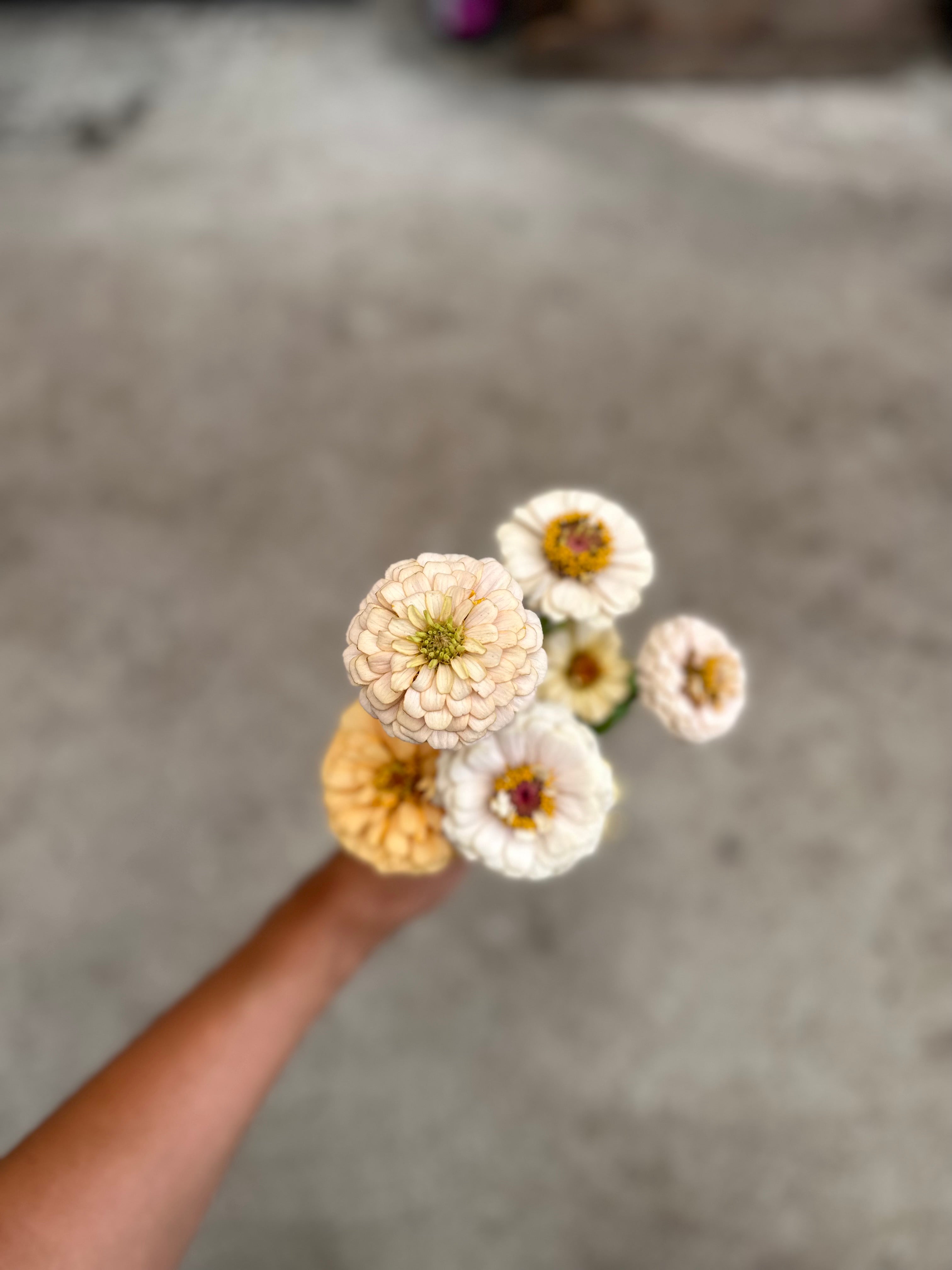 Cut Flower GF x 2nd Gen Floret Zinnia Seedlings