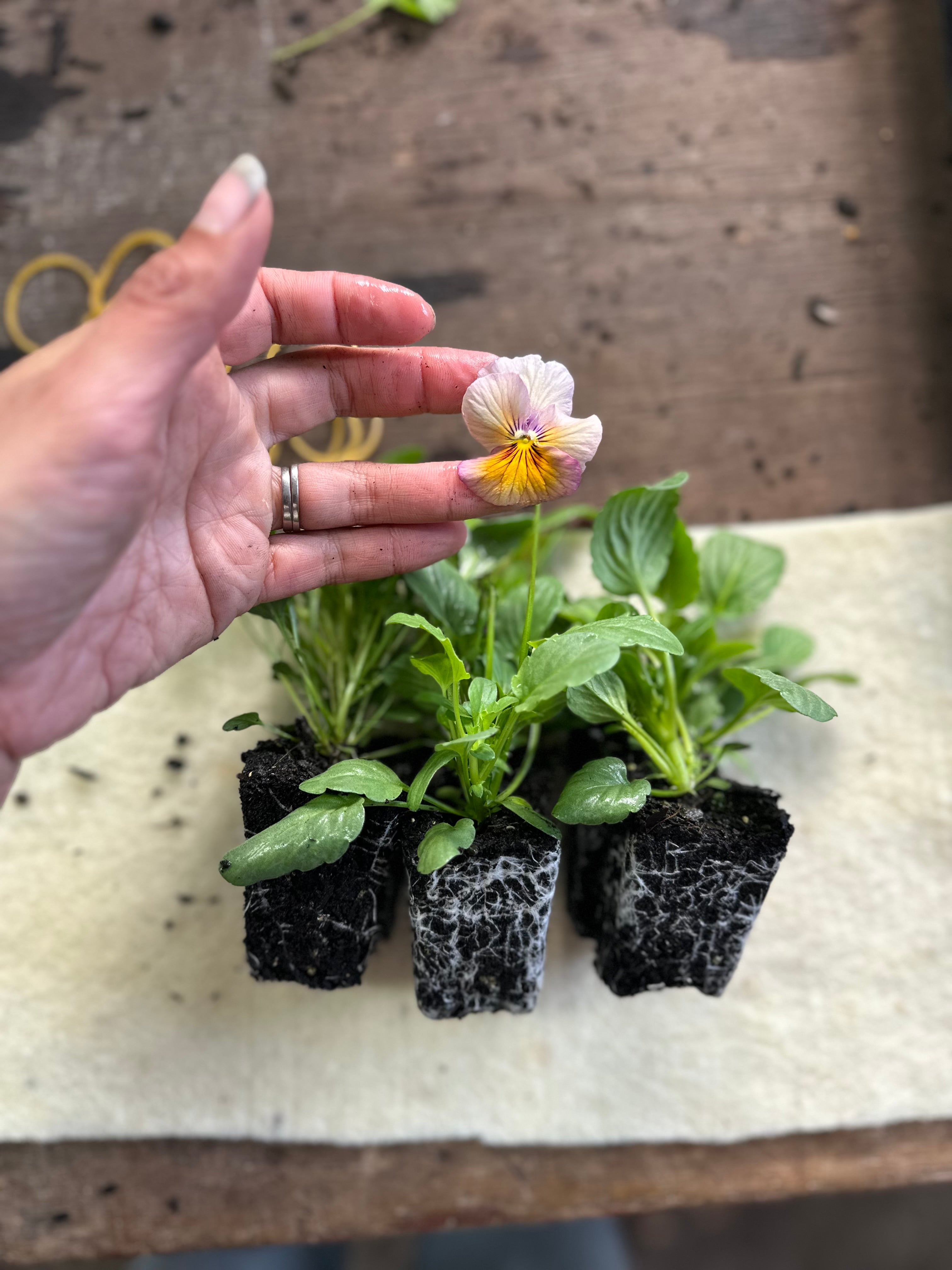 Viola Antique & Plum Shades by Green & Gorgeous Seedling Pack