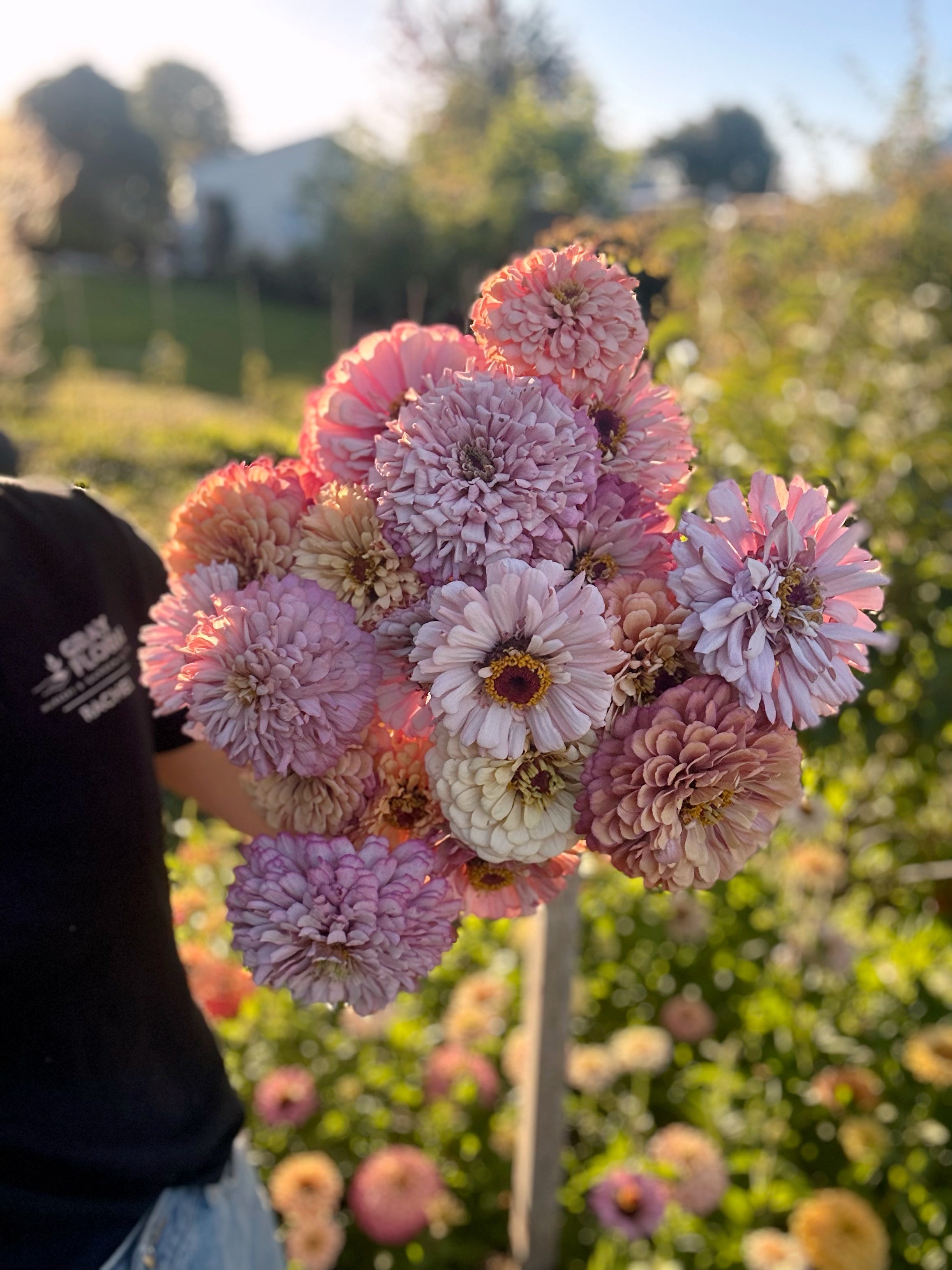 Cut Flower Floret Zinnia Seedlings