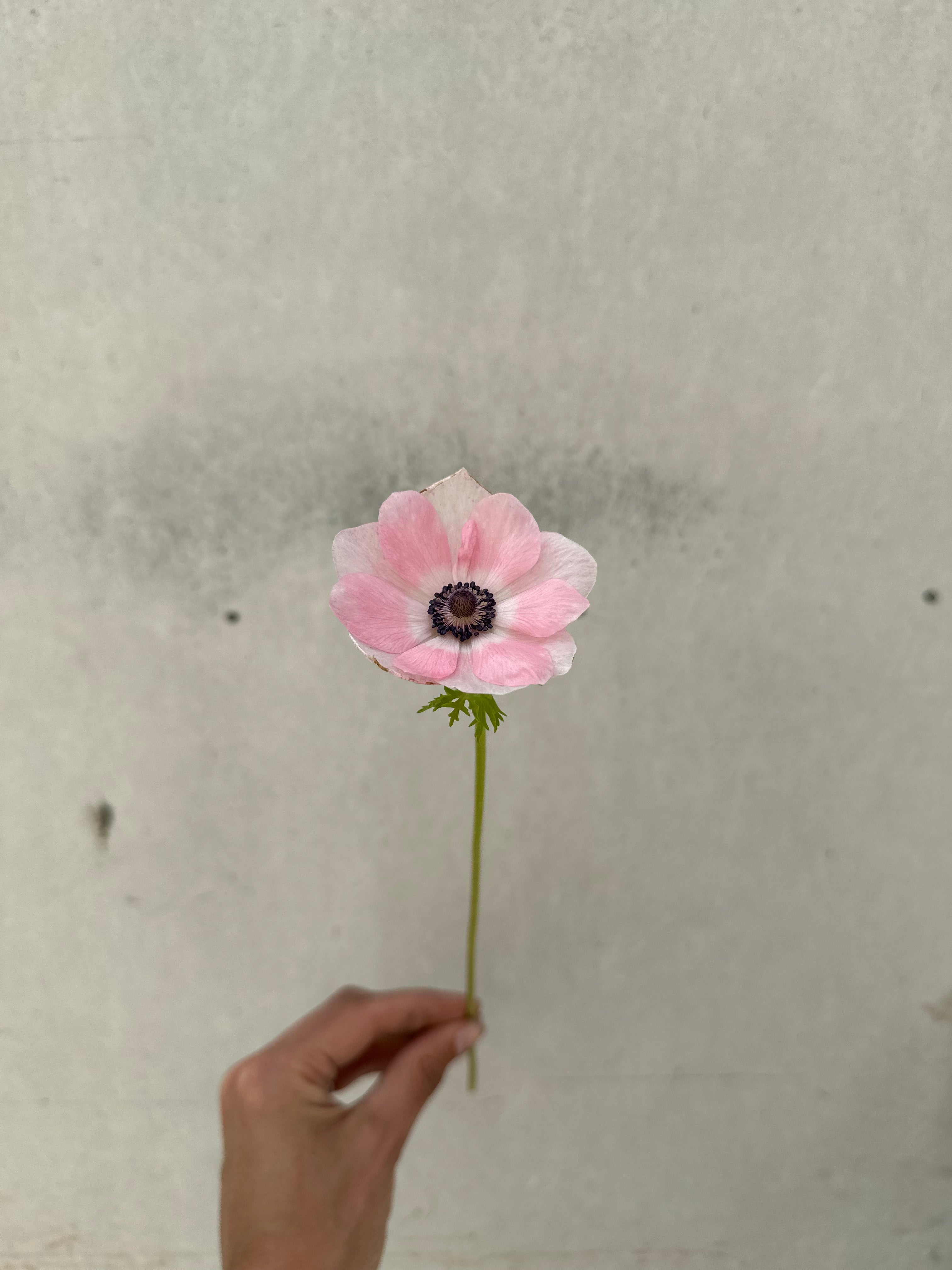 Cut Flower Anemone Mistral Rosa Chiaro Seedling Pack