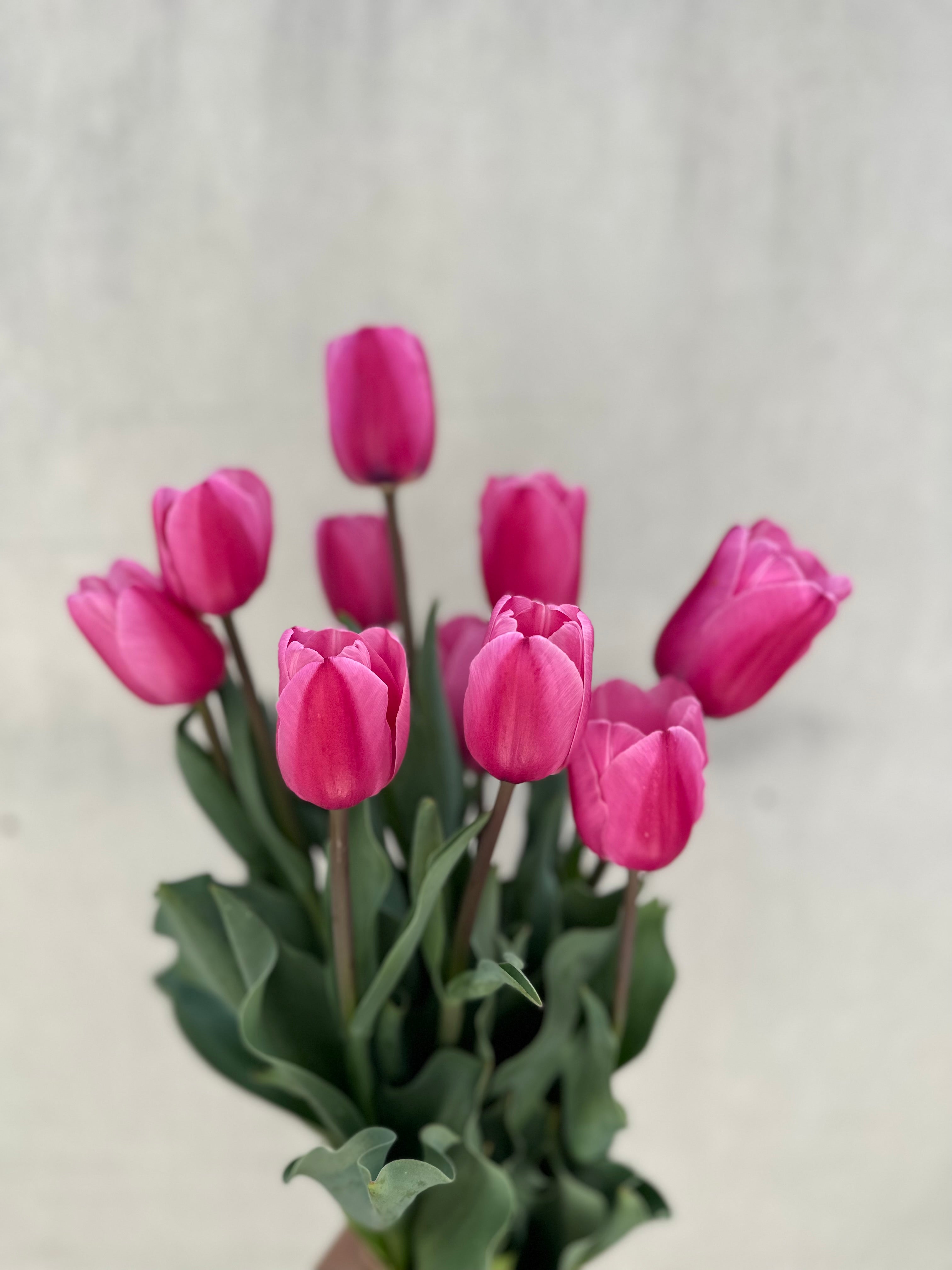 Tulip Classic Singles Collection 60 Bulb Pack