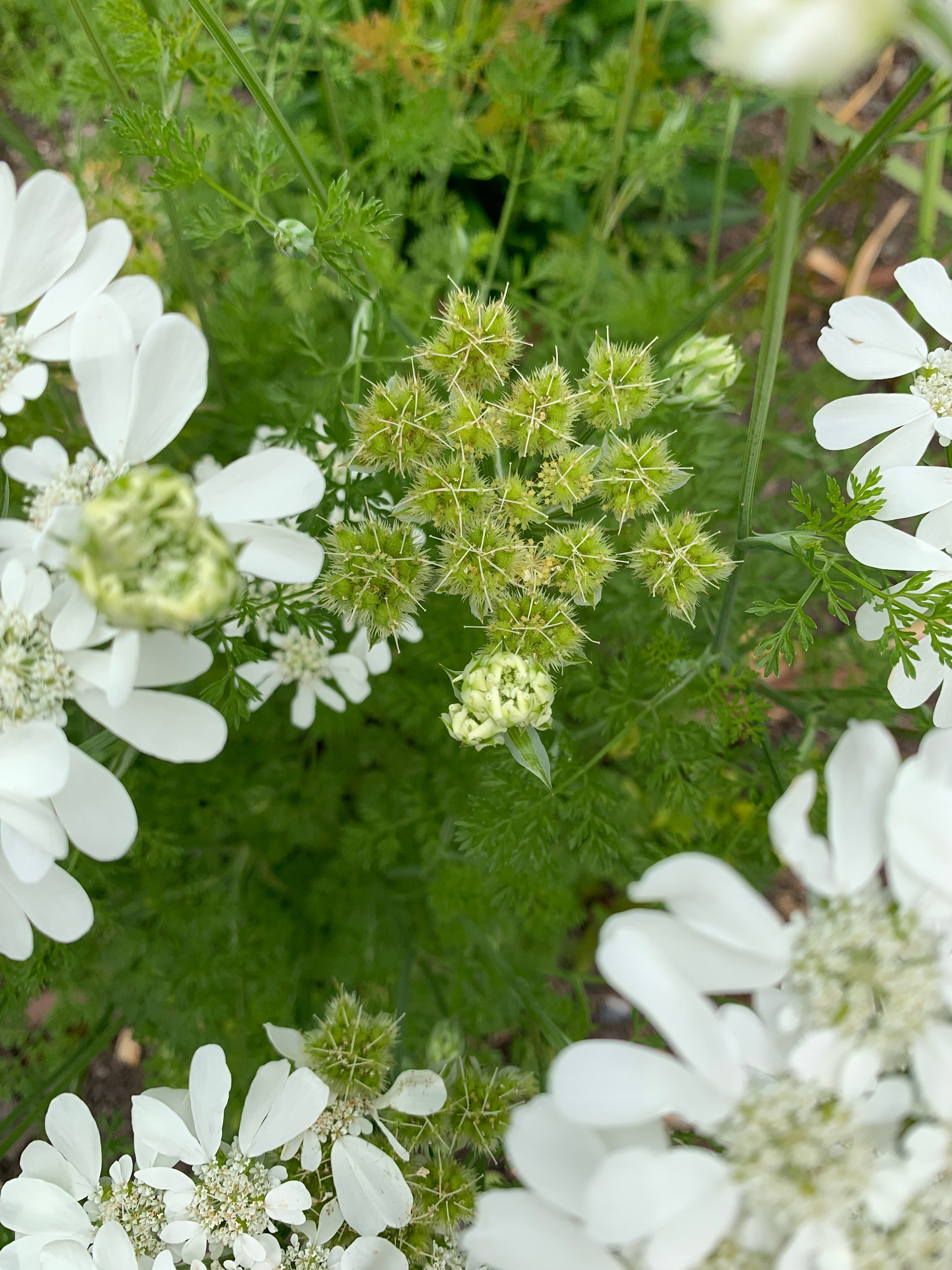 Cut Flower Orlaya 'White Finch' Seedling Pack