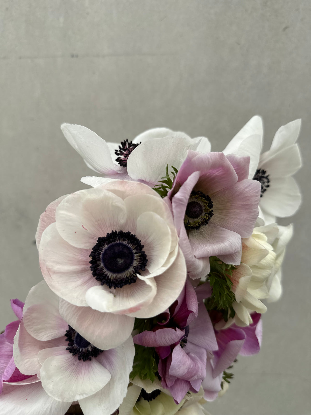 Mistral Panda Cut Flower Anemone Mistral Panda Seedling Pack