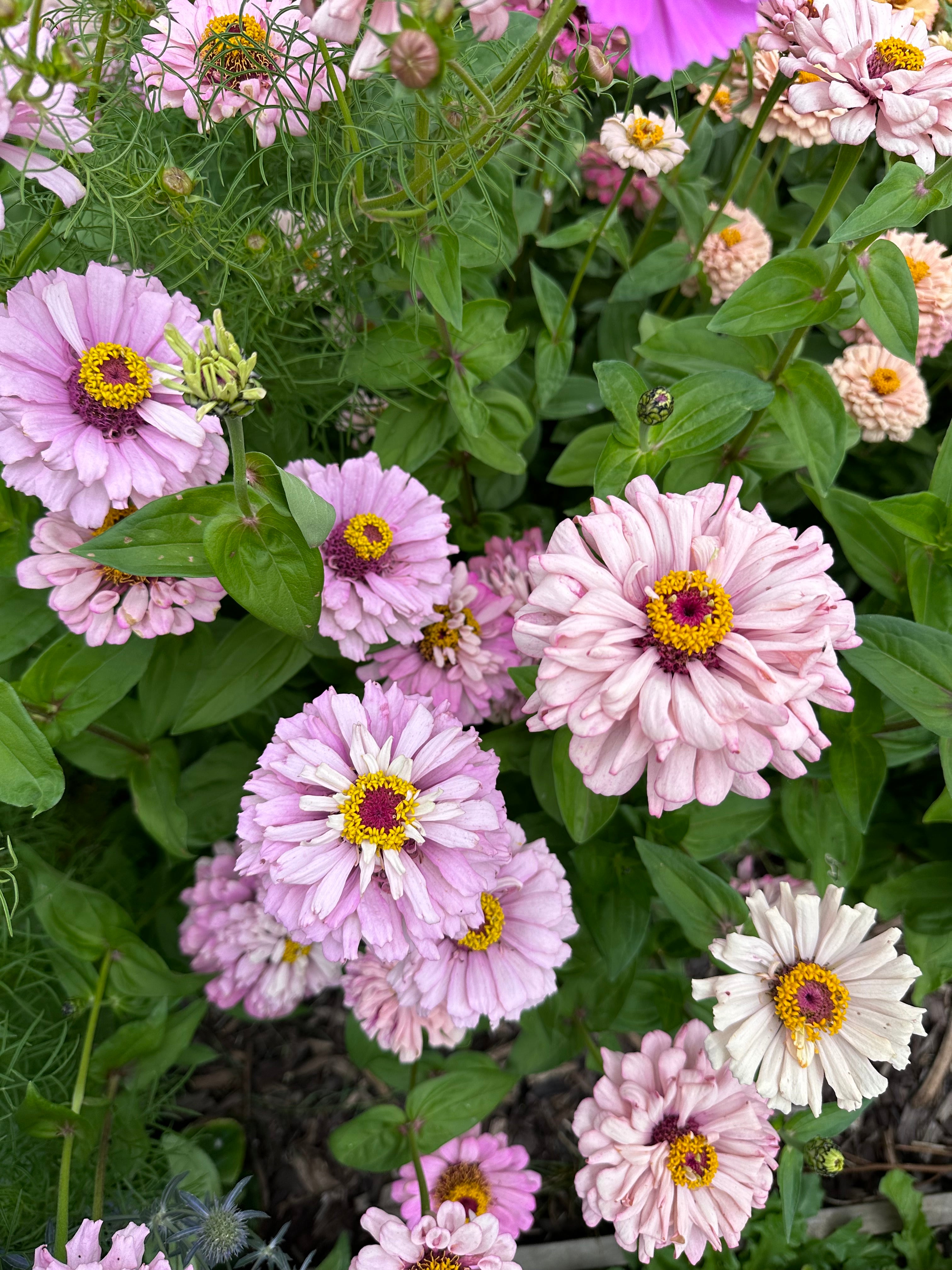 Cut Flower Floret Zinnia Seedlings