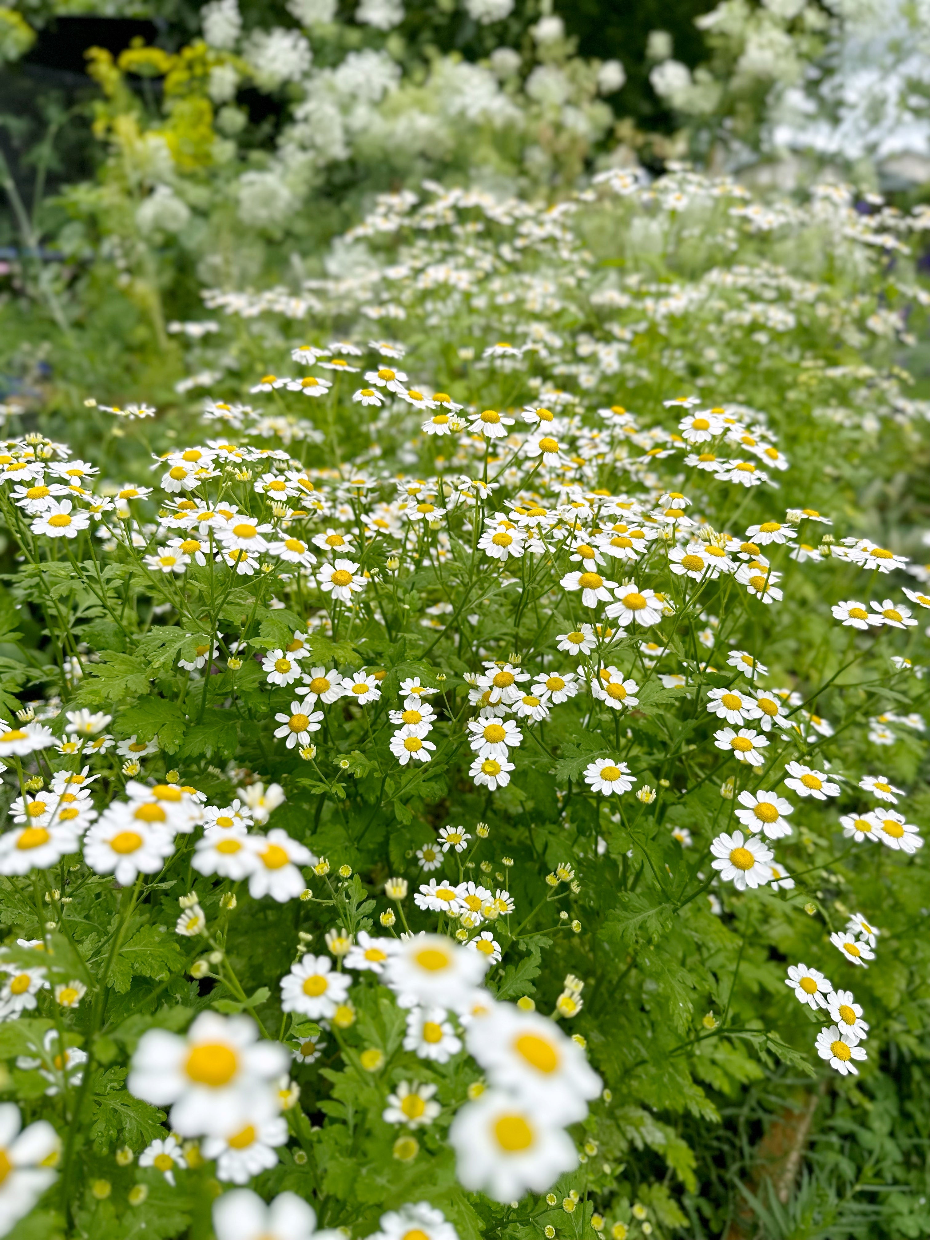 Cut Flower Matricaria Seedling Pack