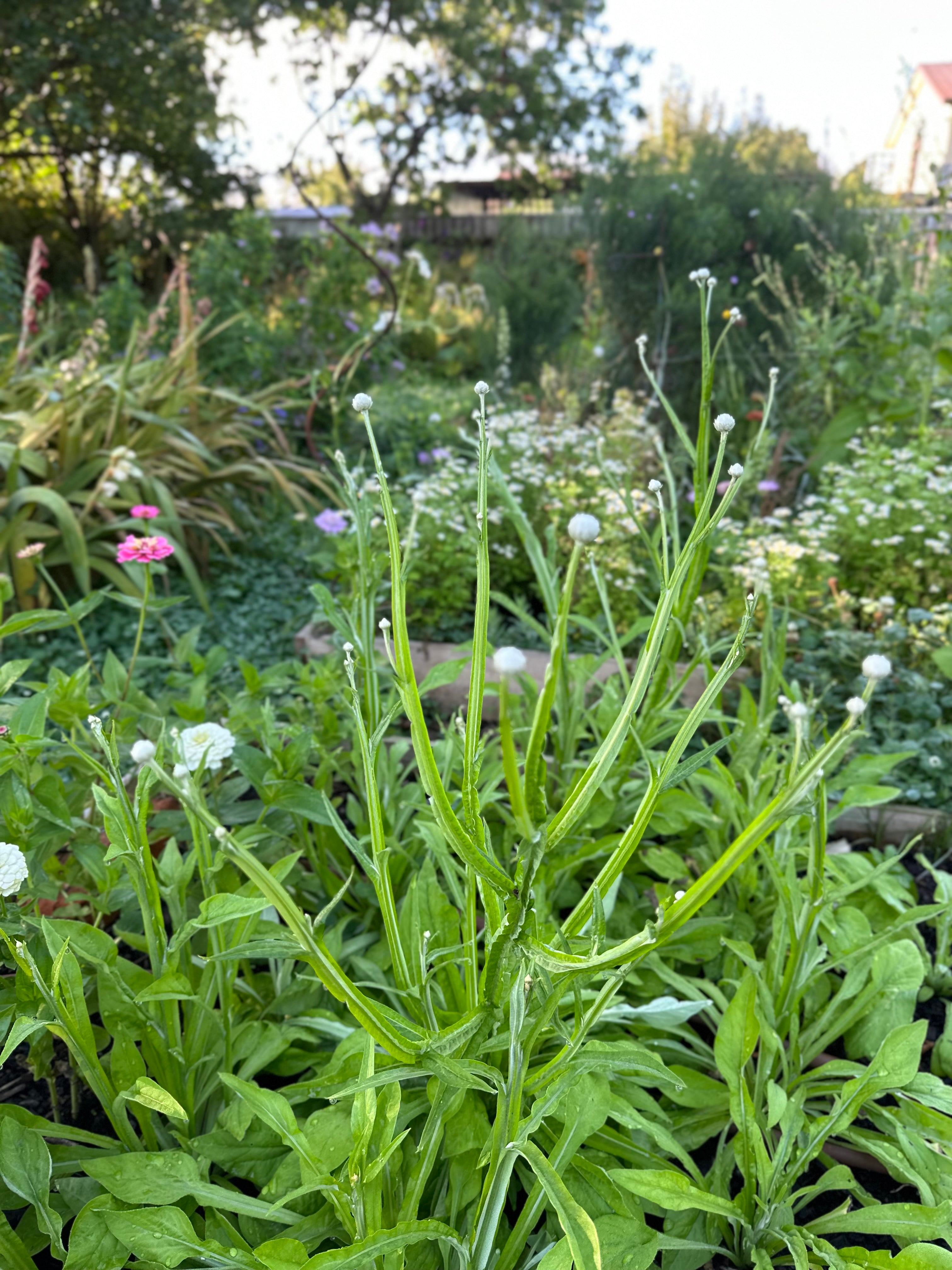 Cut Flower Ammobium Winged Everlasting Seedling Pack