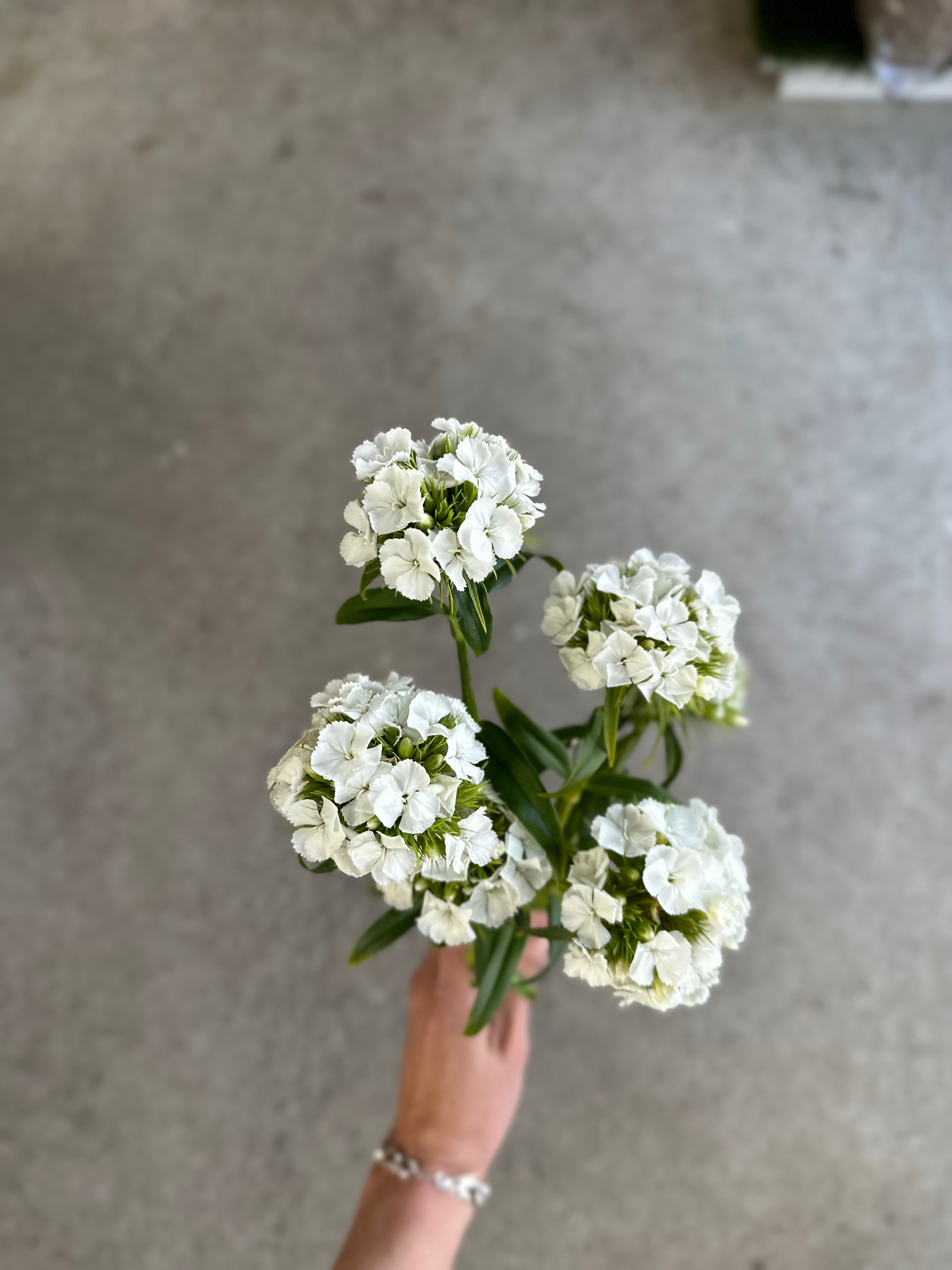 Wholesale Dianthus Sweet F1 Series $50/ 50 Cell Tray