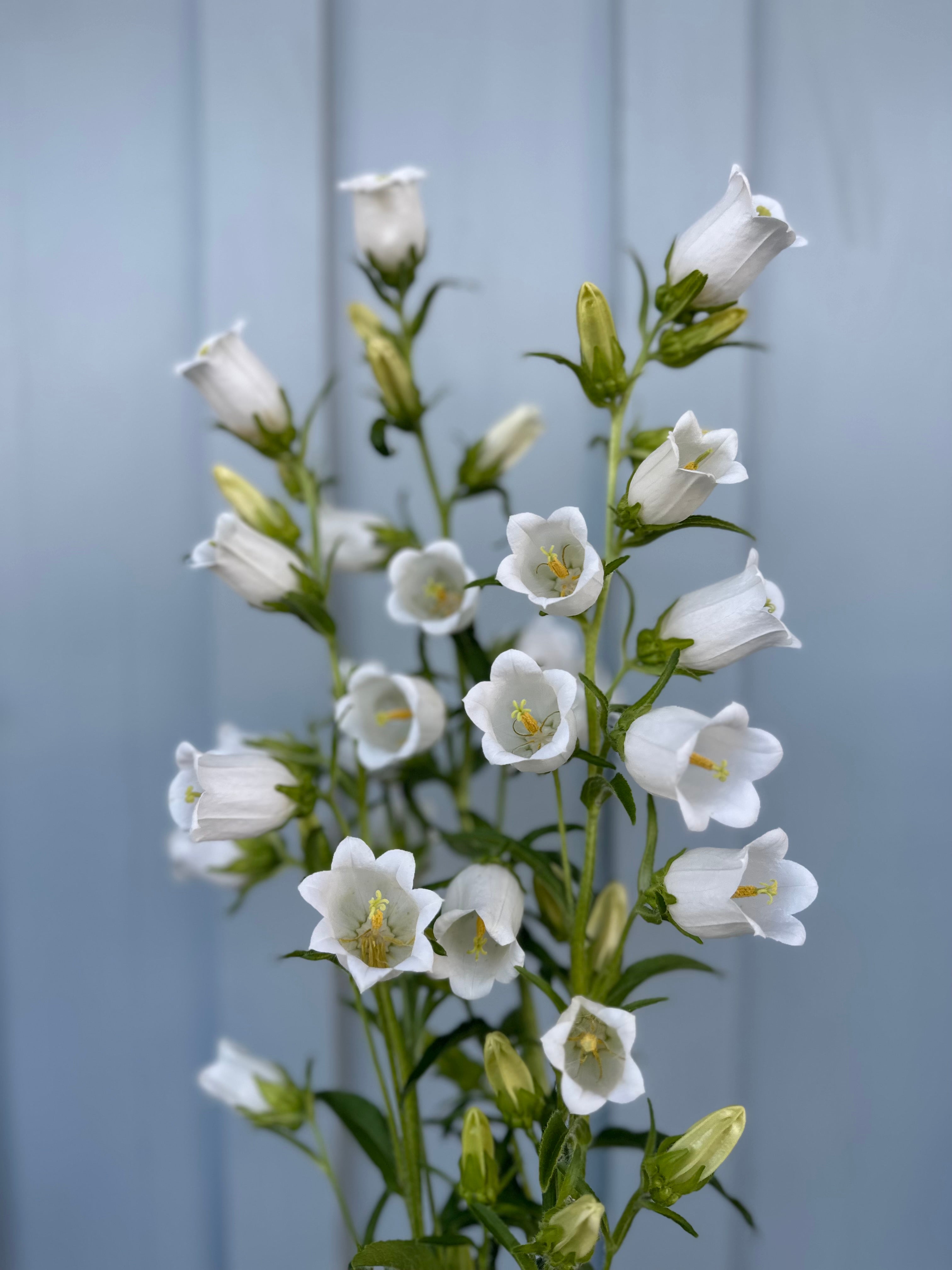 Cut Flower Campanula Champion Pro Series White  Seedling Pack