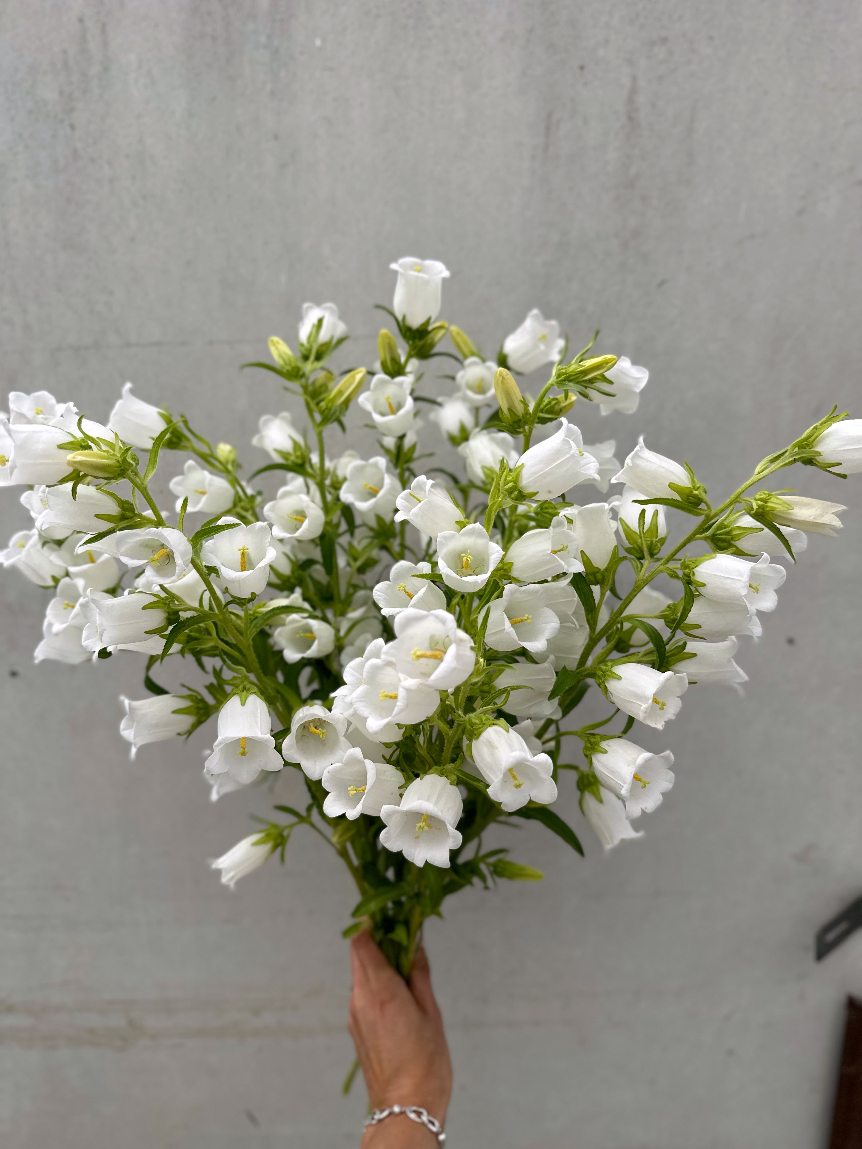 Cut Flower Campanula Champion Pro Series White  Seedling Pack