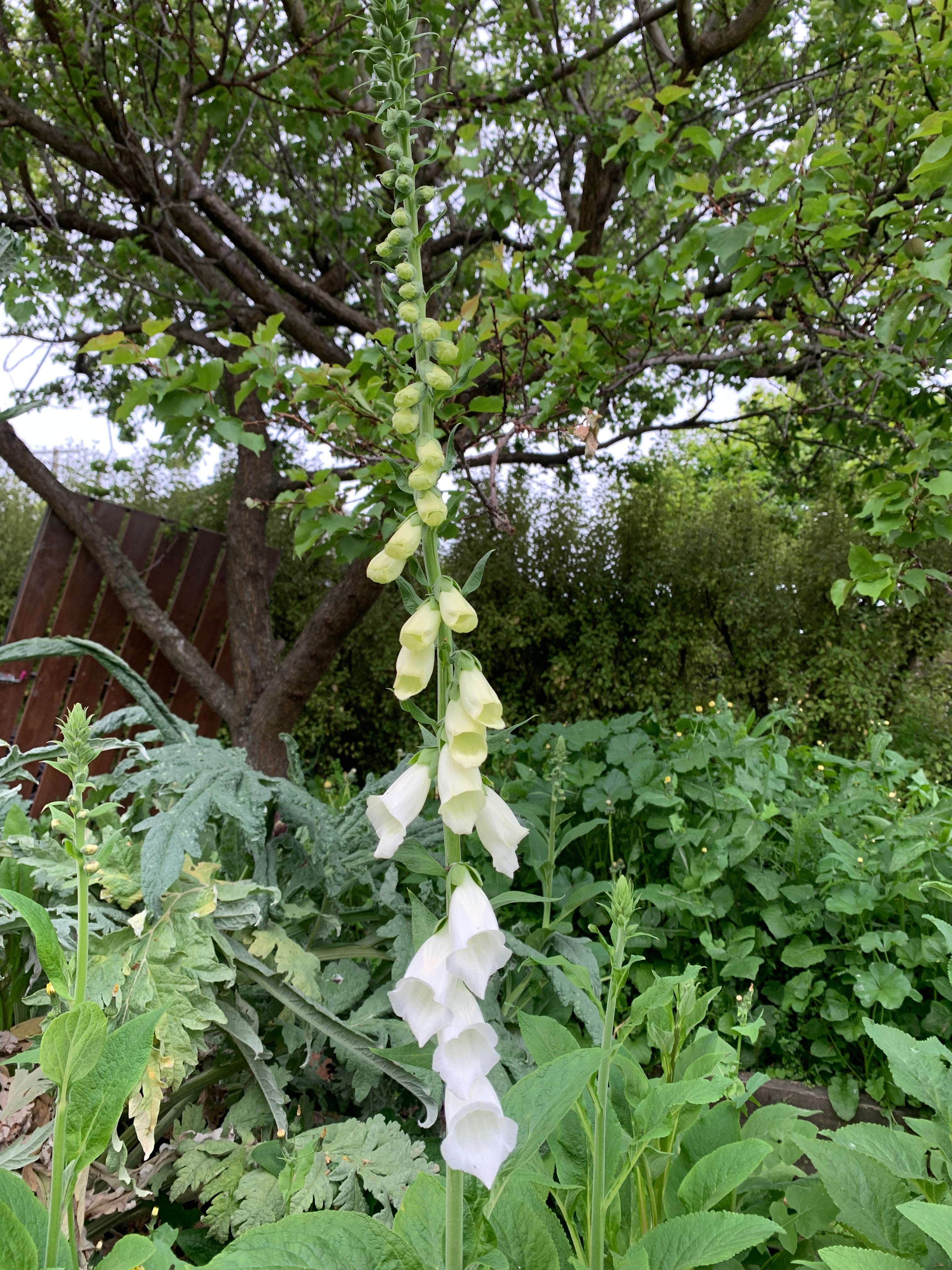 Cut Flower Foxglove Dalmatian Seedling Pack