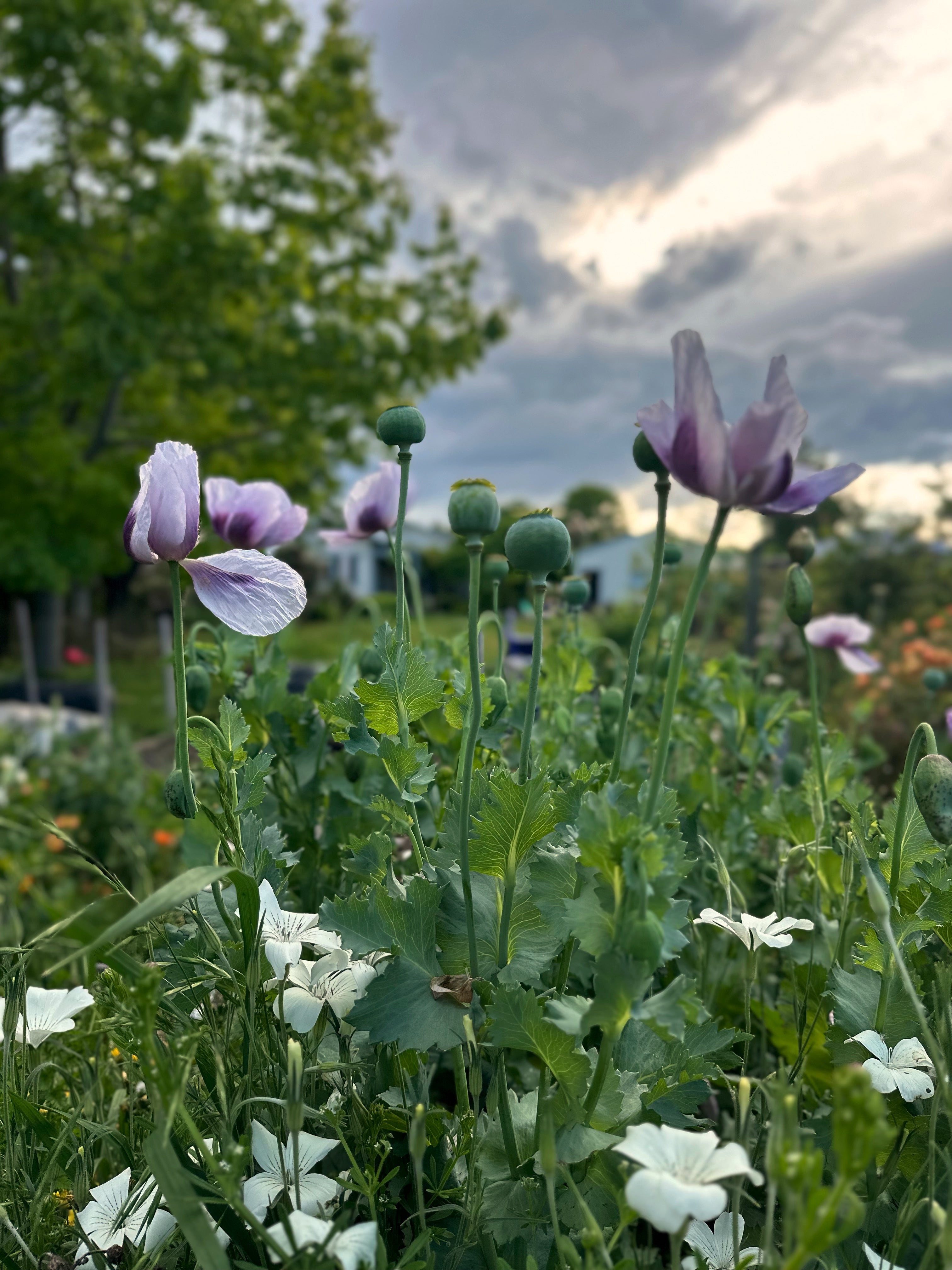 Cut Flower Poppy 'Breadseed' Seedling Pack