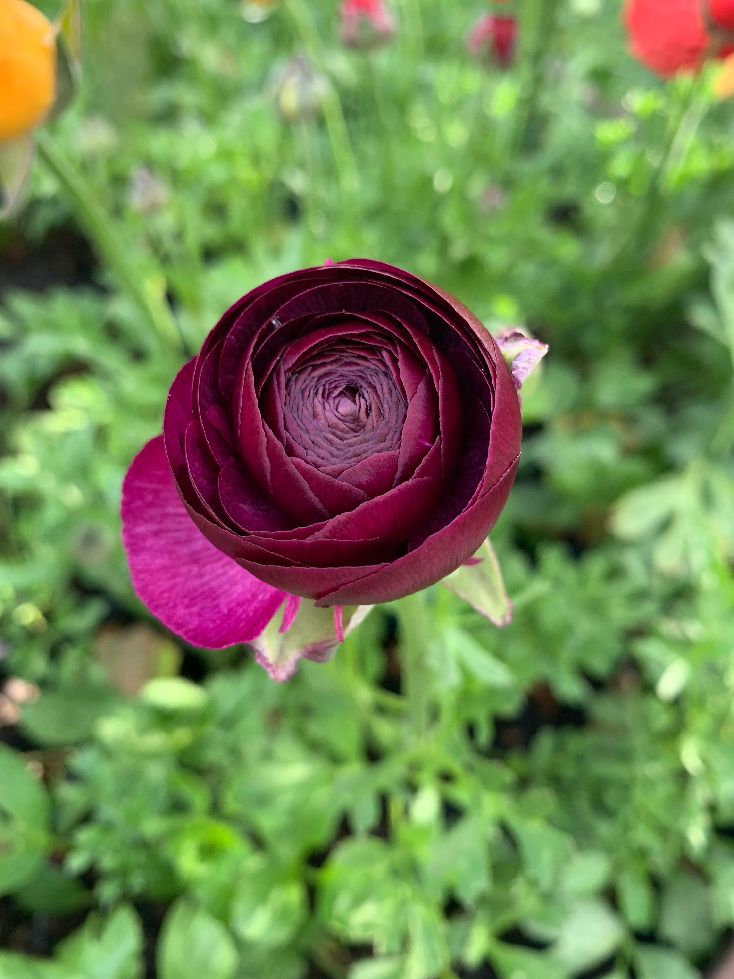 Cut Flower Ranunculus French Amandine Black Seedling Pack